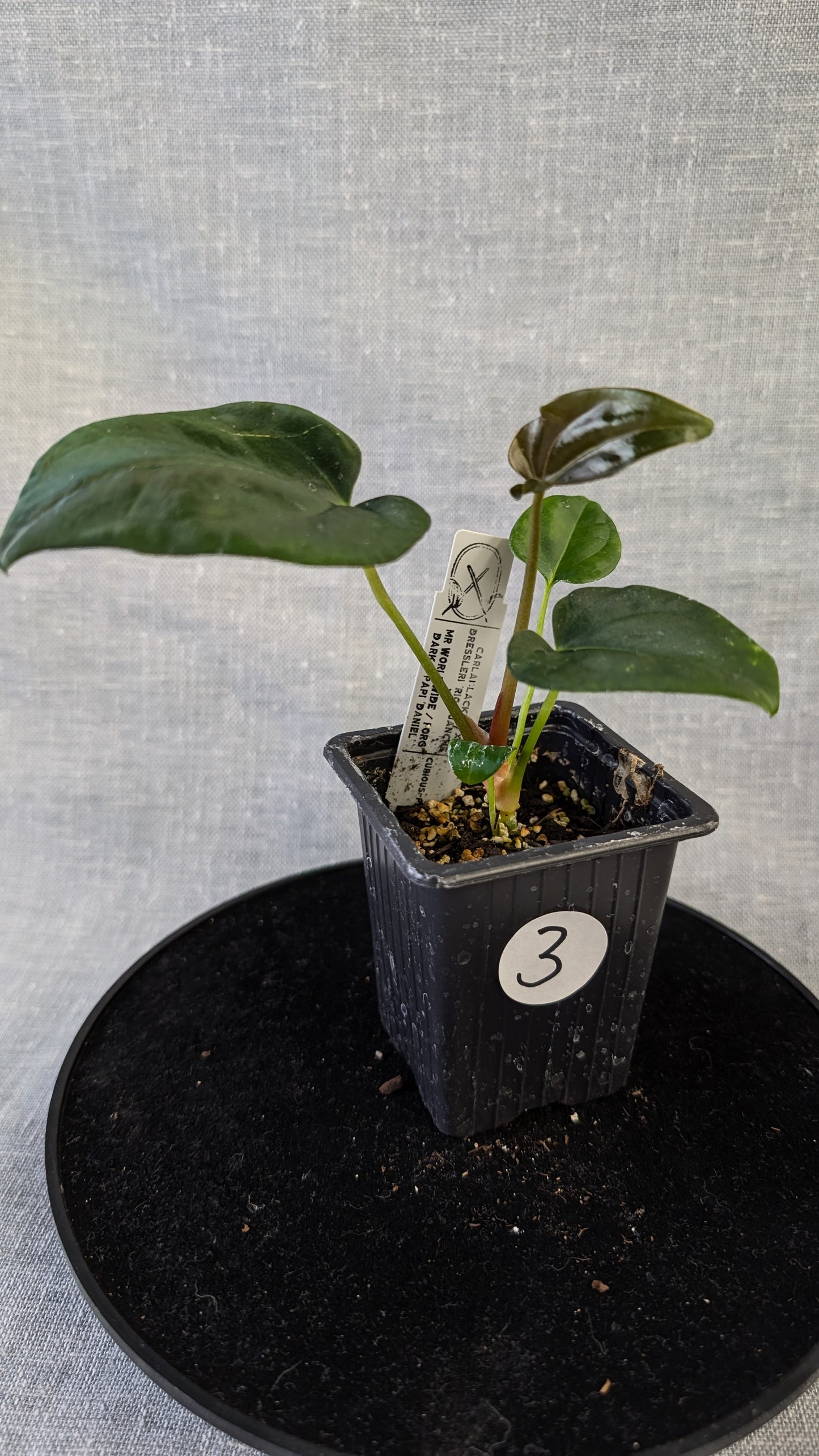 Anthurium (Carlablackiae x Dressleri Rio Guanche) x Mr Worldwide OR Forgetii Dark OR Papillilaminum Daniel