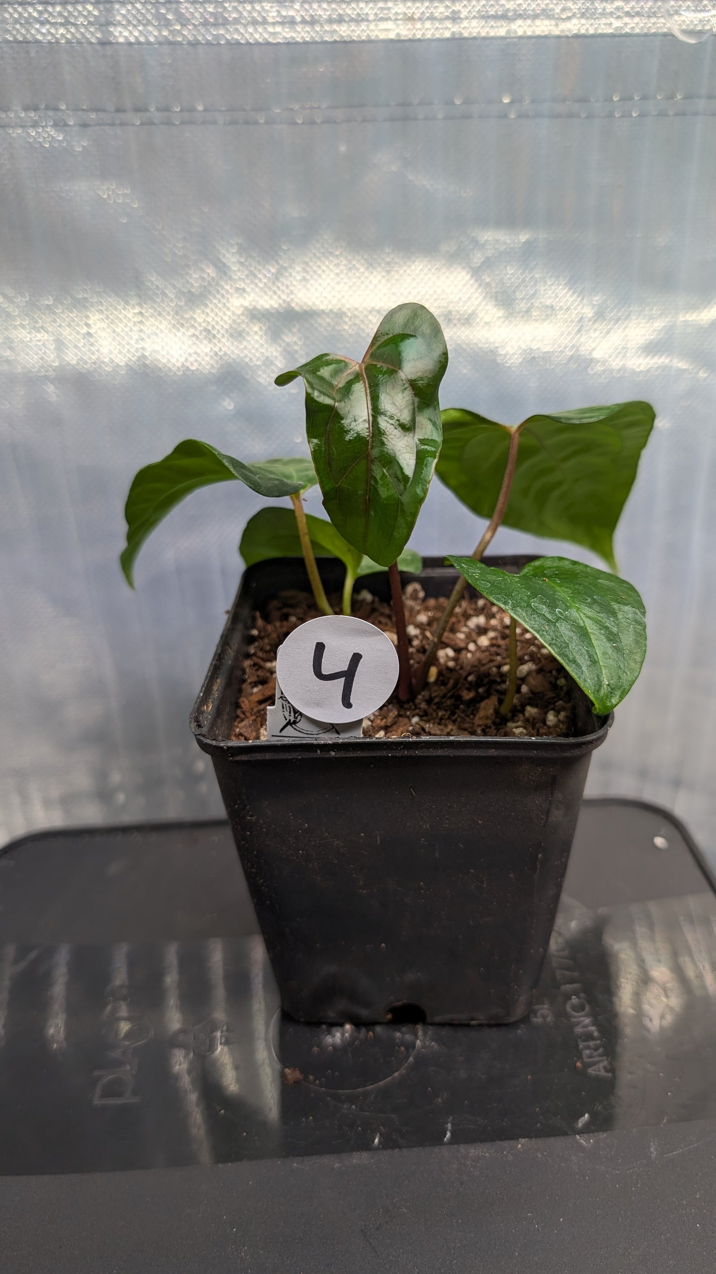 Anthurium PapillilaminumX (Red Sinus / Veins) x Papillilaminum 'Daniel'