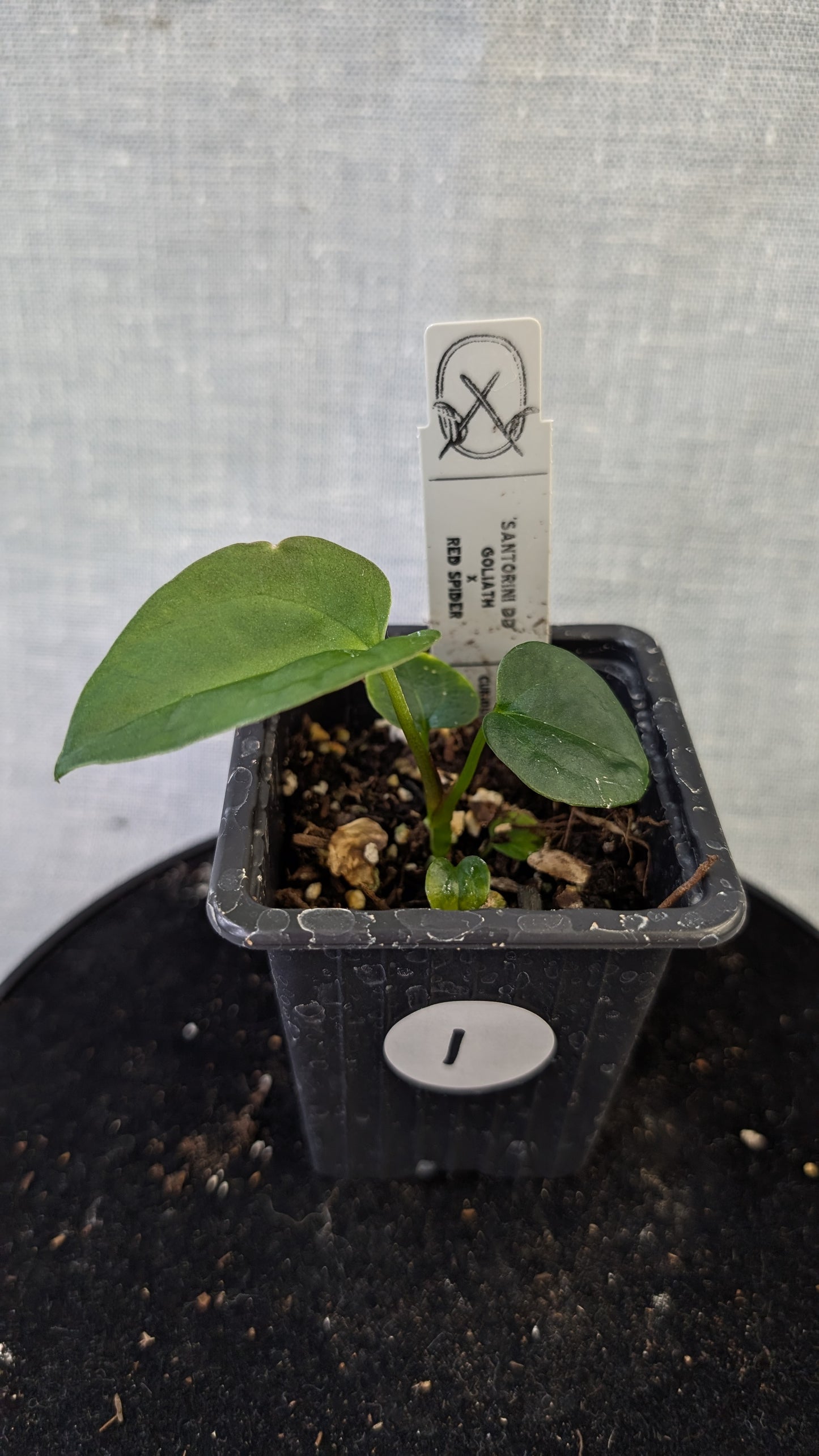 Anthurium Goliath x Red Spider