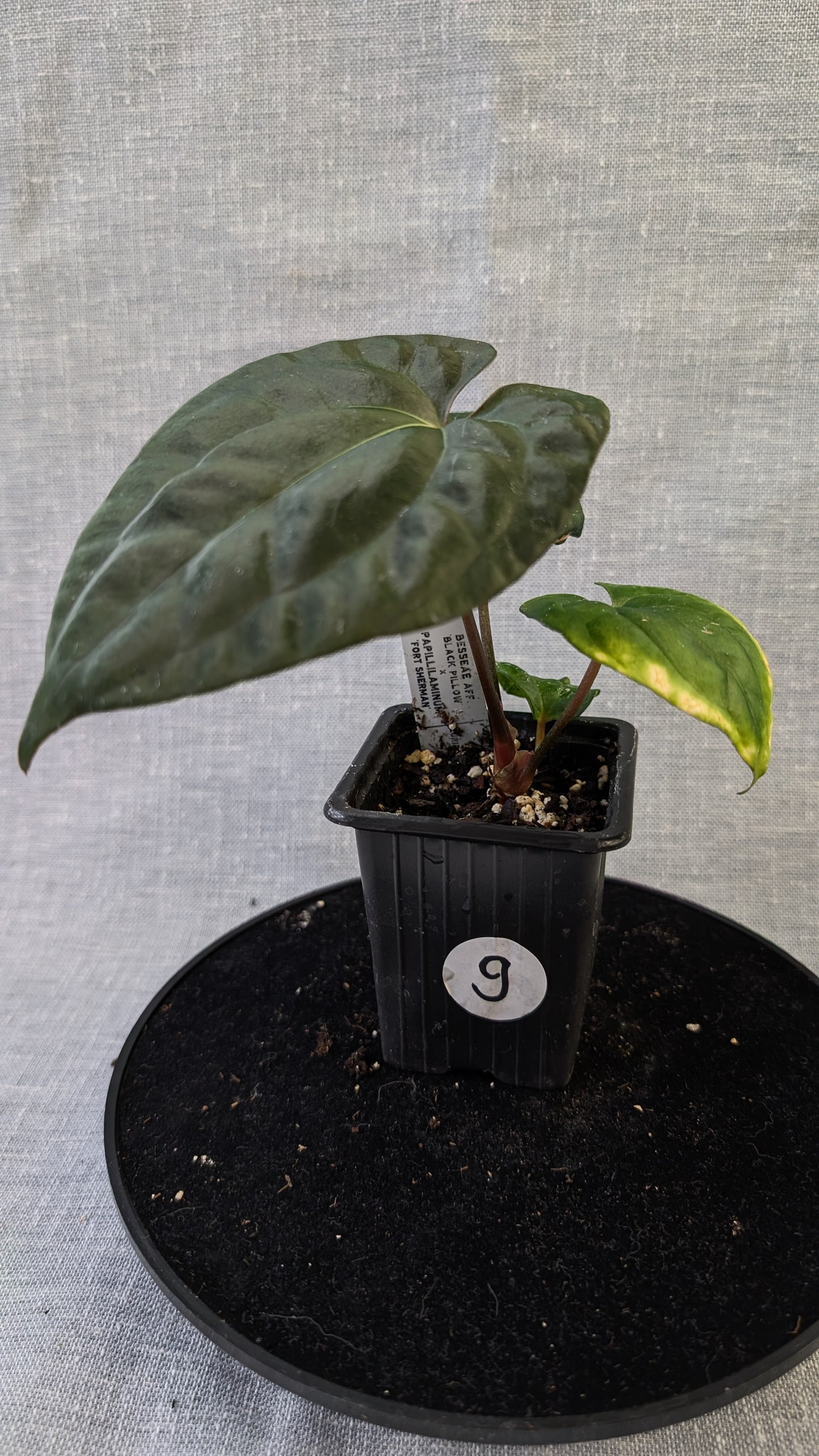Anthurium Besseae aff 'Black Pillow' x Papillilaminum 'Fort Sherman' seedlings