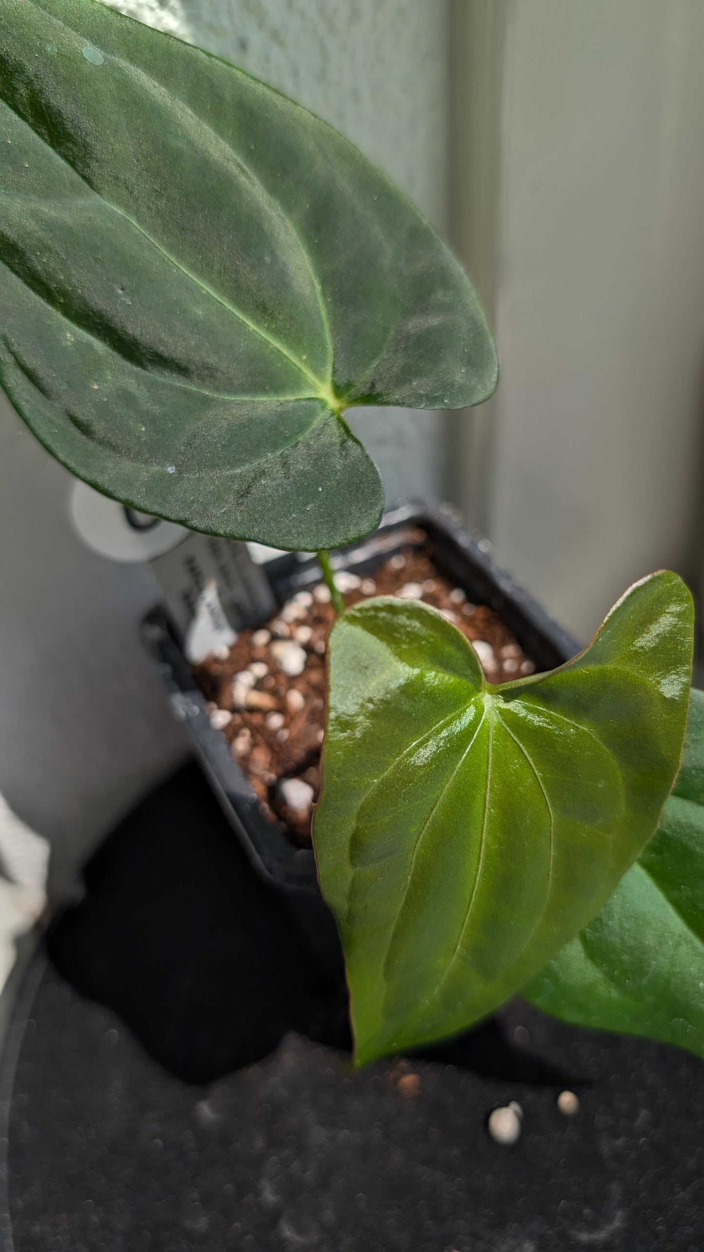 Anthurium PapillilaminumX (Red Sinus / Veins) x Papillilaminum 'Daniel'