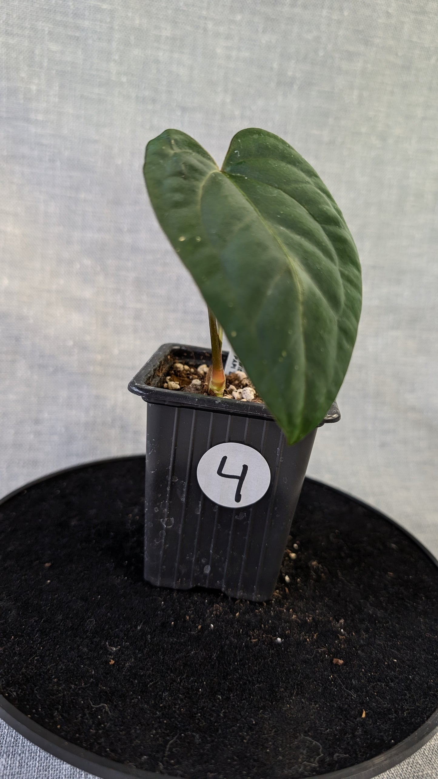 Anthurium (Carlablackiae x Dressleri Rio Guanche) x Mr Worldwide OR Forgetii Dark OR Papillilaminum Daniel