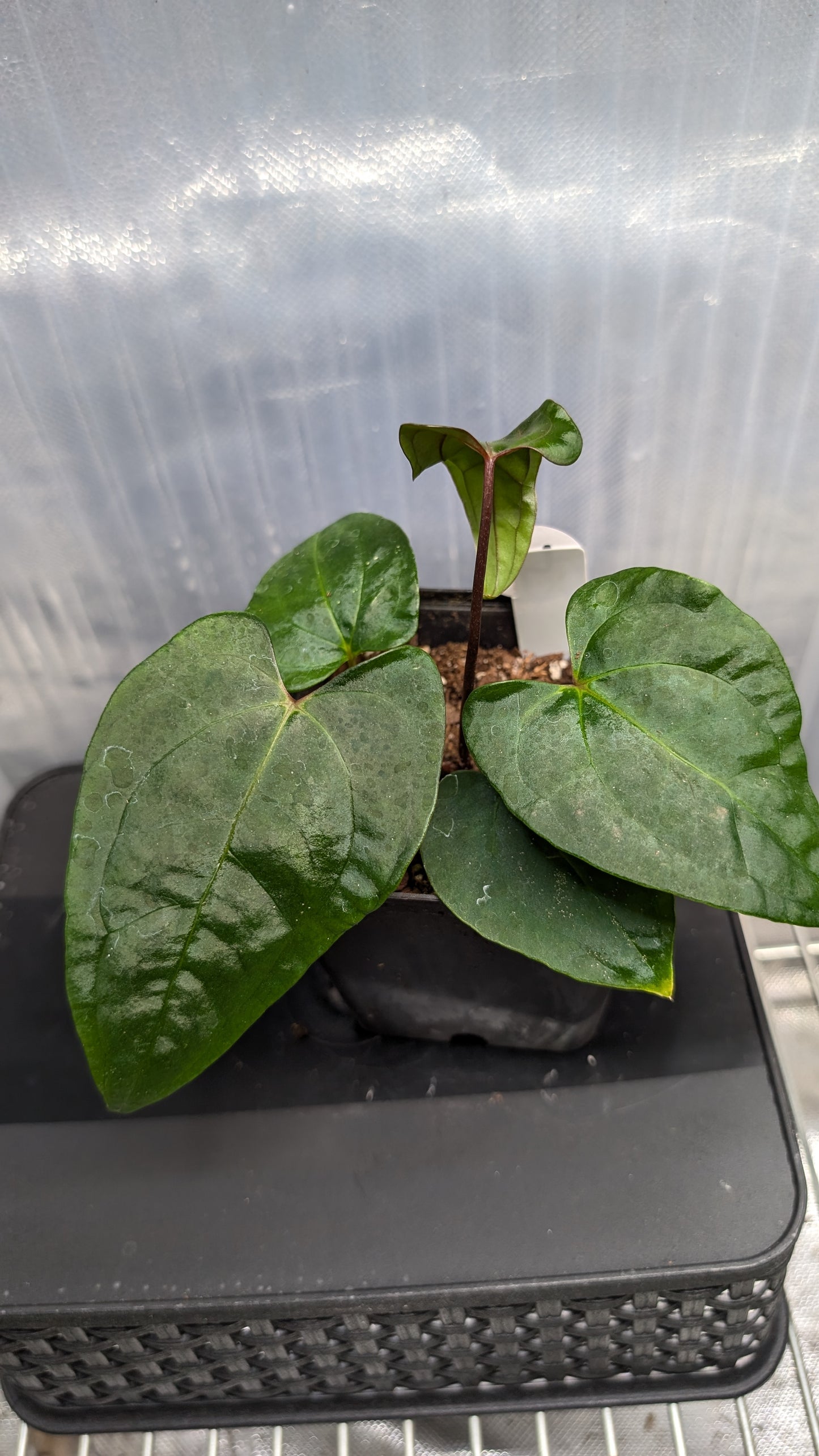 Anthurium PapillilaminumX (Red Sinus / Veins) x Papillilaminum 'Daniel'