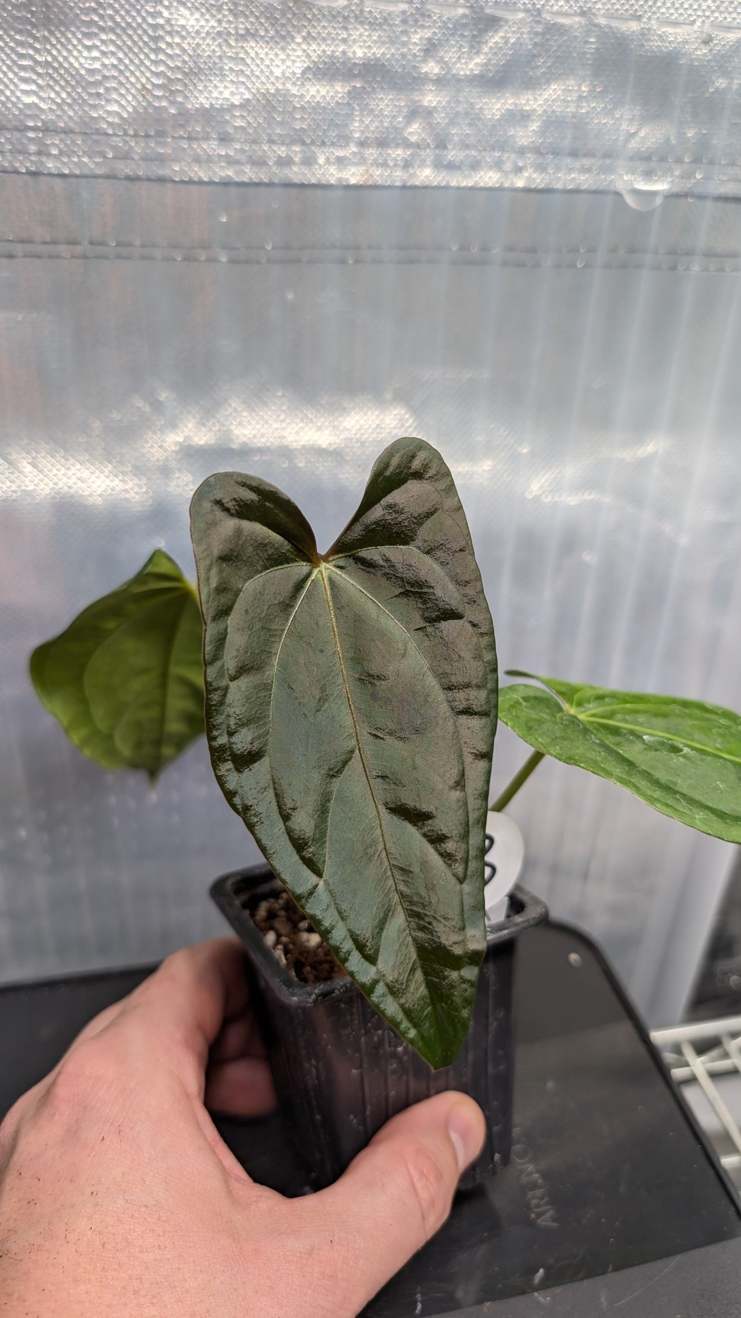 Anthurium PapillilaminumX (Red Sinus / Veins) x Papillilaminum 'Daniel'