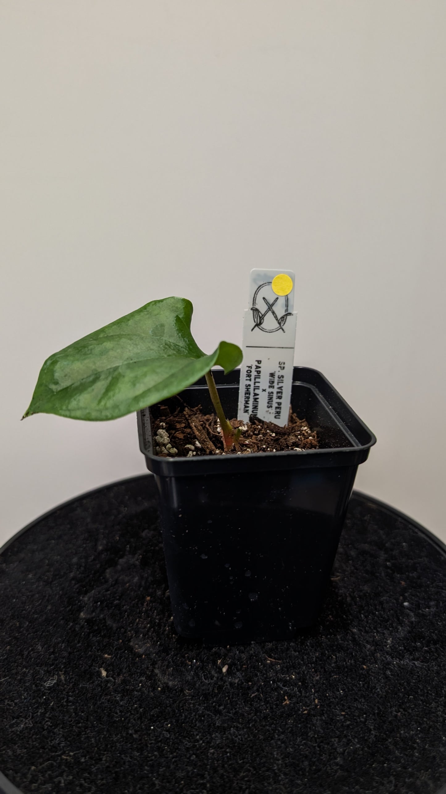 Anthurium SPFS #4 clone (Sp Silver Peru wide sinus x Papillilaminum Fort Sherman)