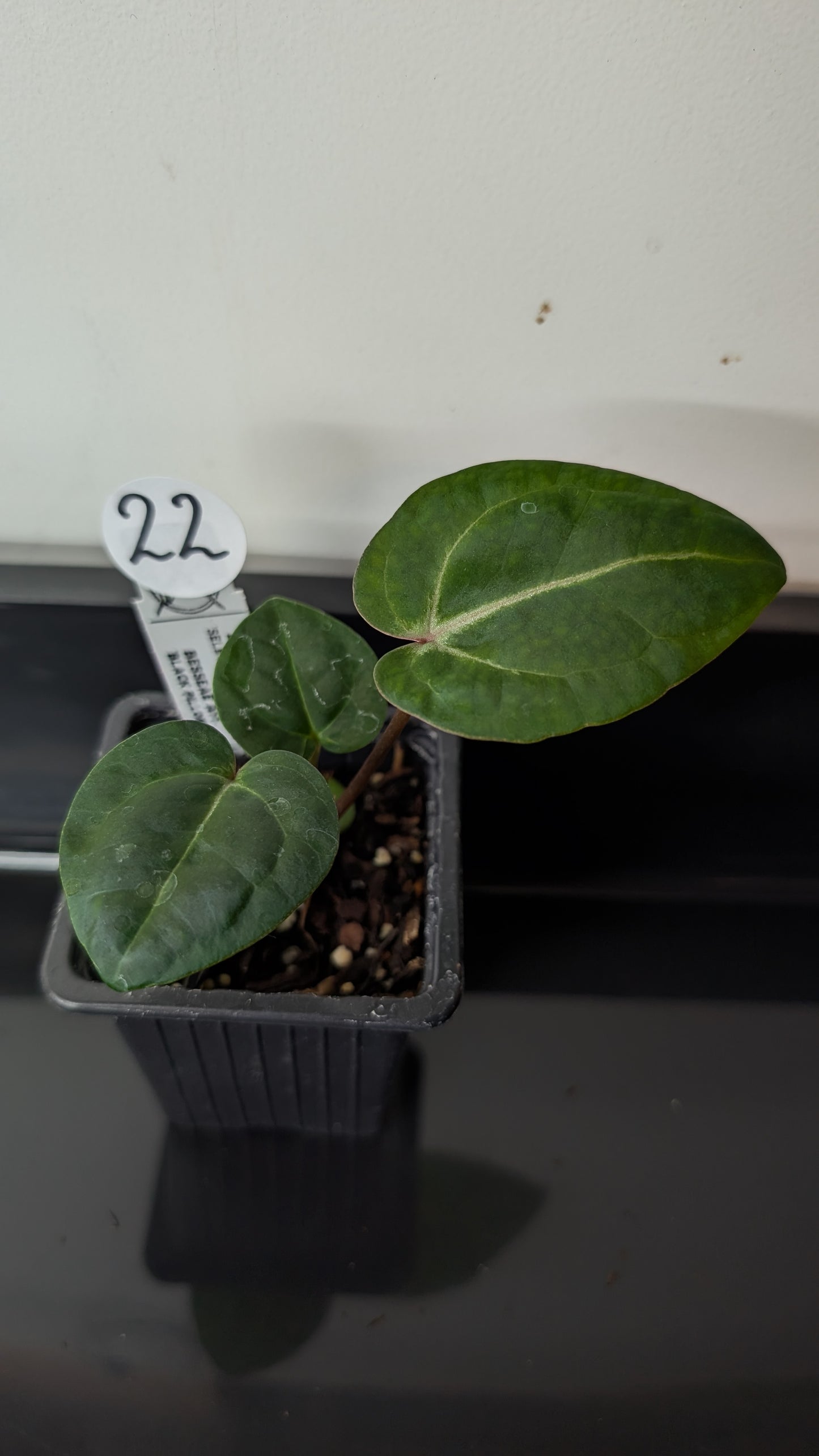 Anthurium Doc Block Zara x Michelle 'Selected Dark Form' x Besseae aff. 'Black Pillow'