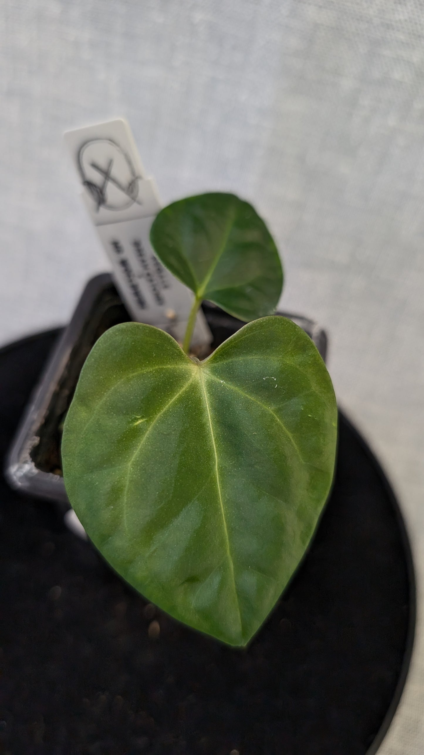 Anthurium Regale 'Dream Catcher' x Mr. Worldwide