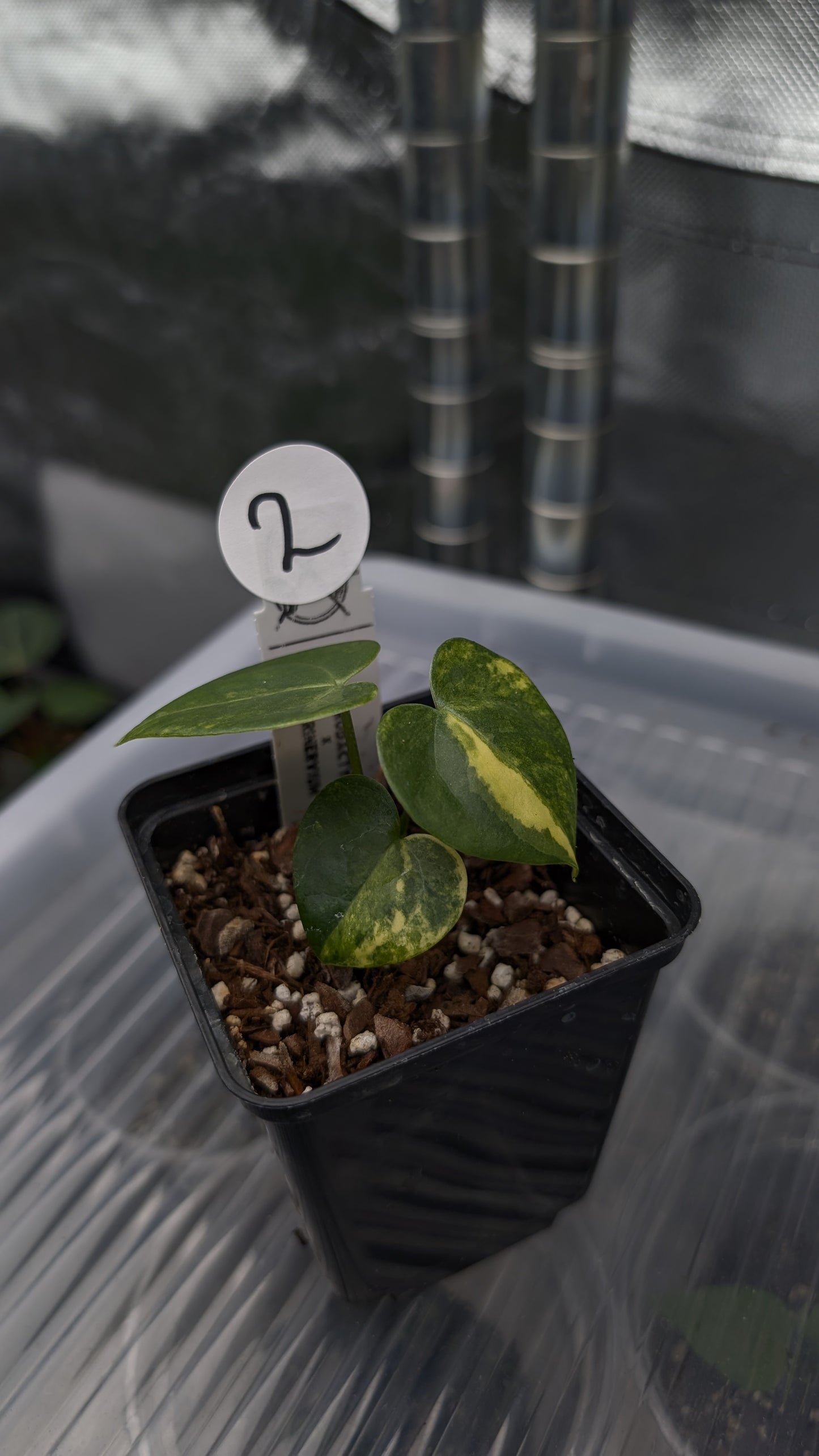 *Variegated* Anthurium Pterodactyl variegata x Clarinervium (or x self)