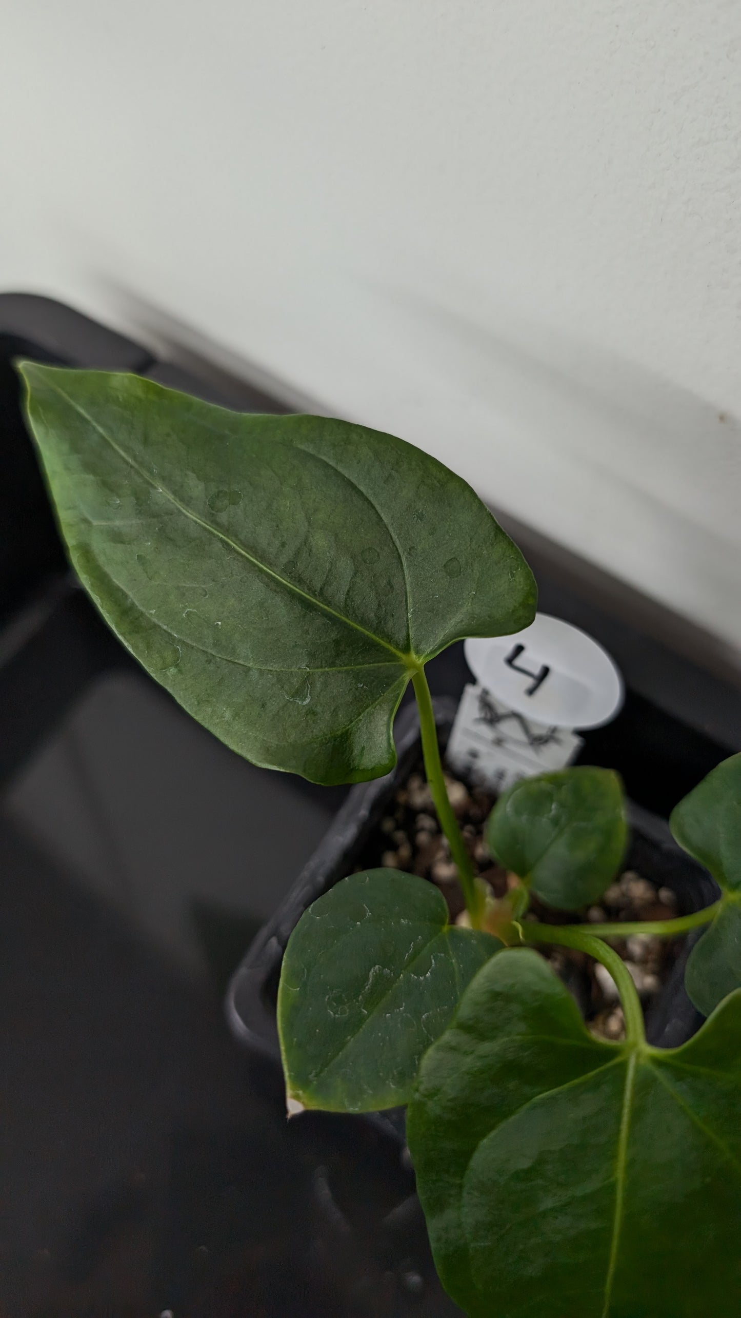 Anthurium Papillilaminum 'Fort Sherman' x Mr. Worldwide