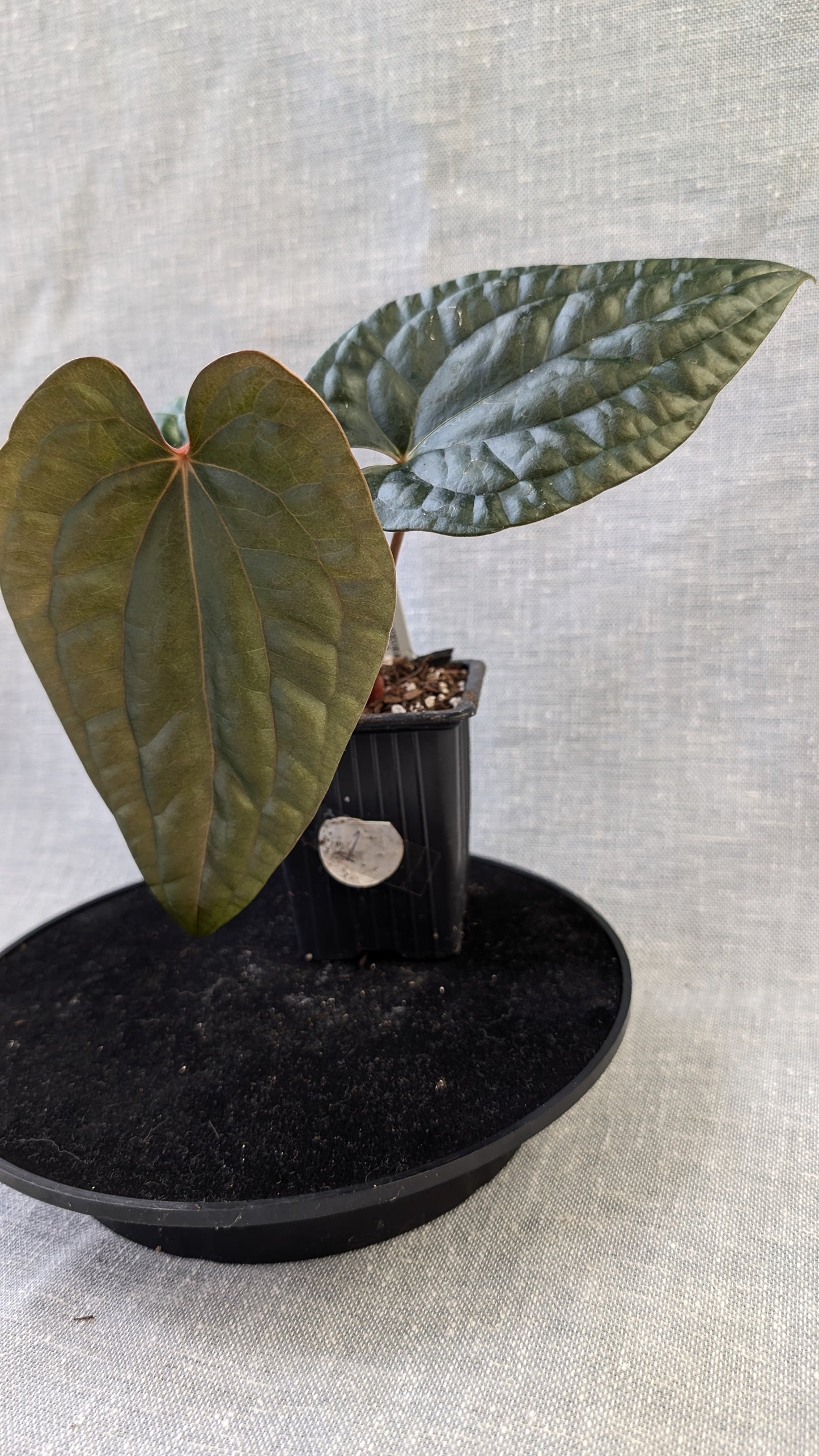 Anthurium Luxurians x Papillilaminum 'Fort Sherman'