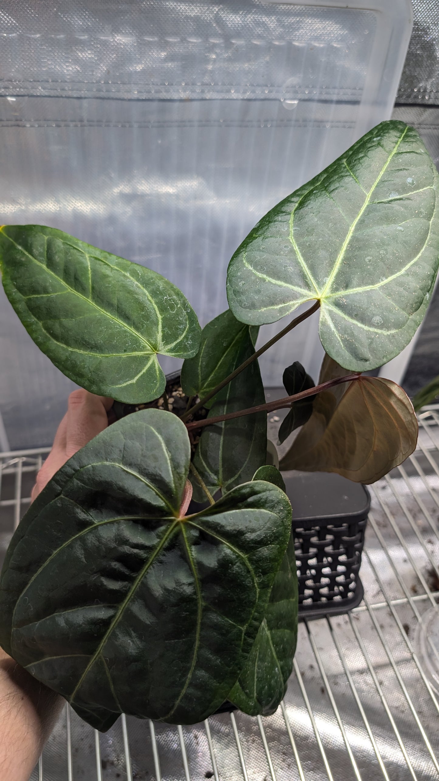 Anthurium Doc Block 'Zara' x 'Michelle' Selected Dark Form x Mr. Worldwide