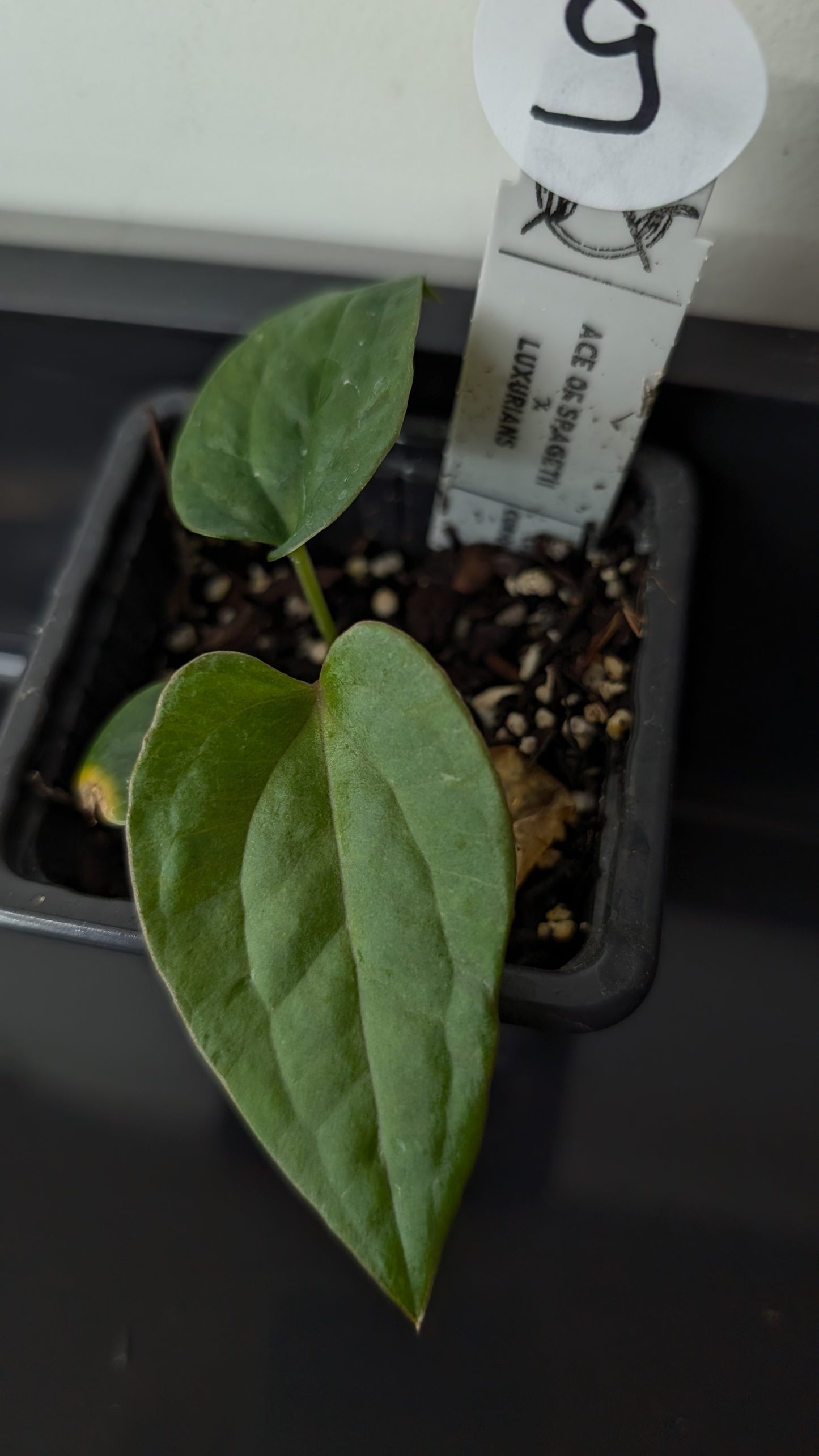 Anthurium 'Ace of Spagetii' x Luxurians