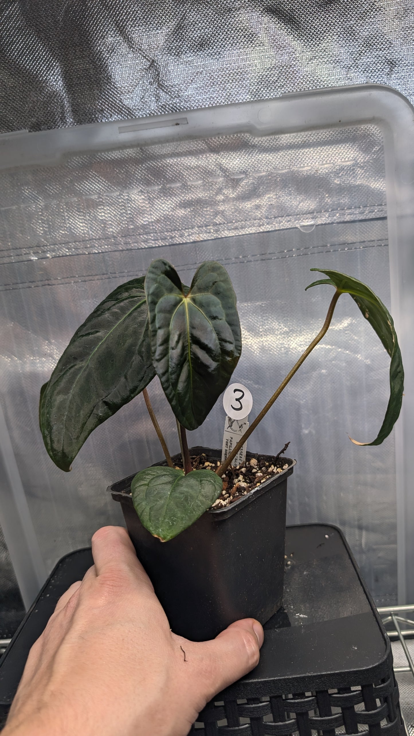 Anthurium Besseae aff 'Black Pillow' x Papillilaminum 'Fort Sherman' seedlings