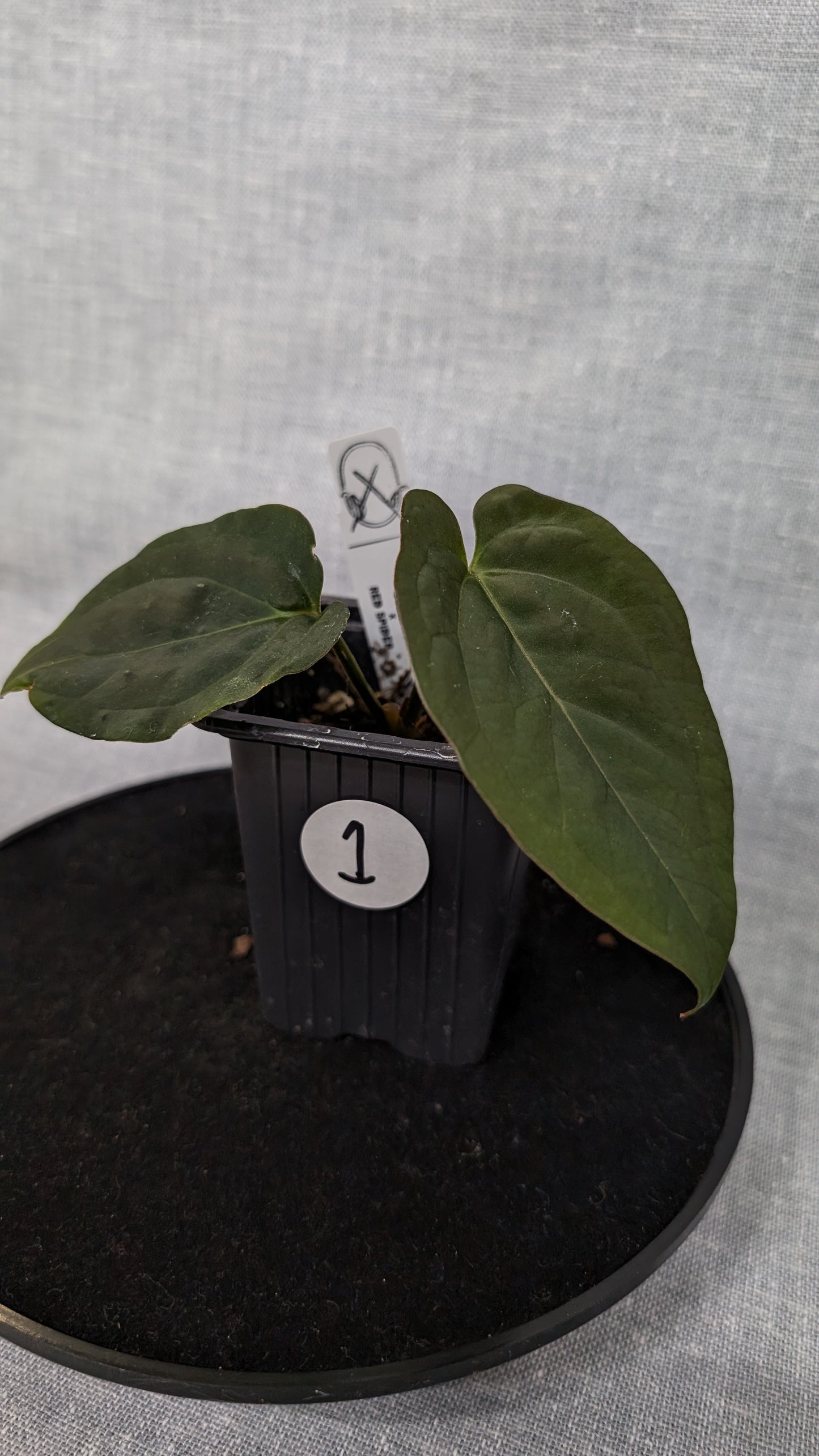 Anthurium Goliath x Red Spider