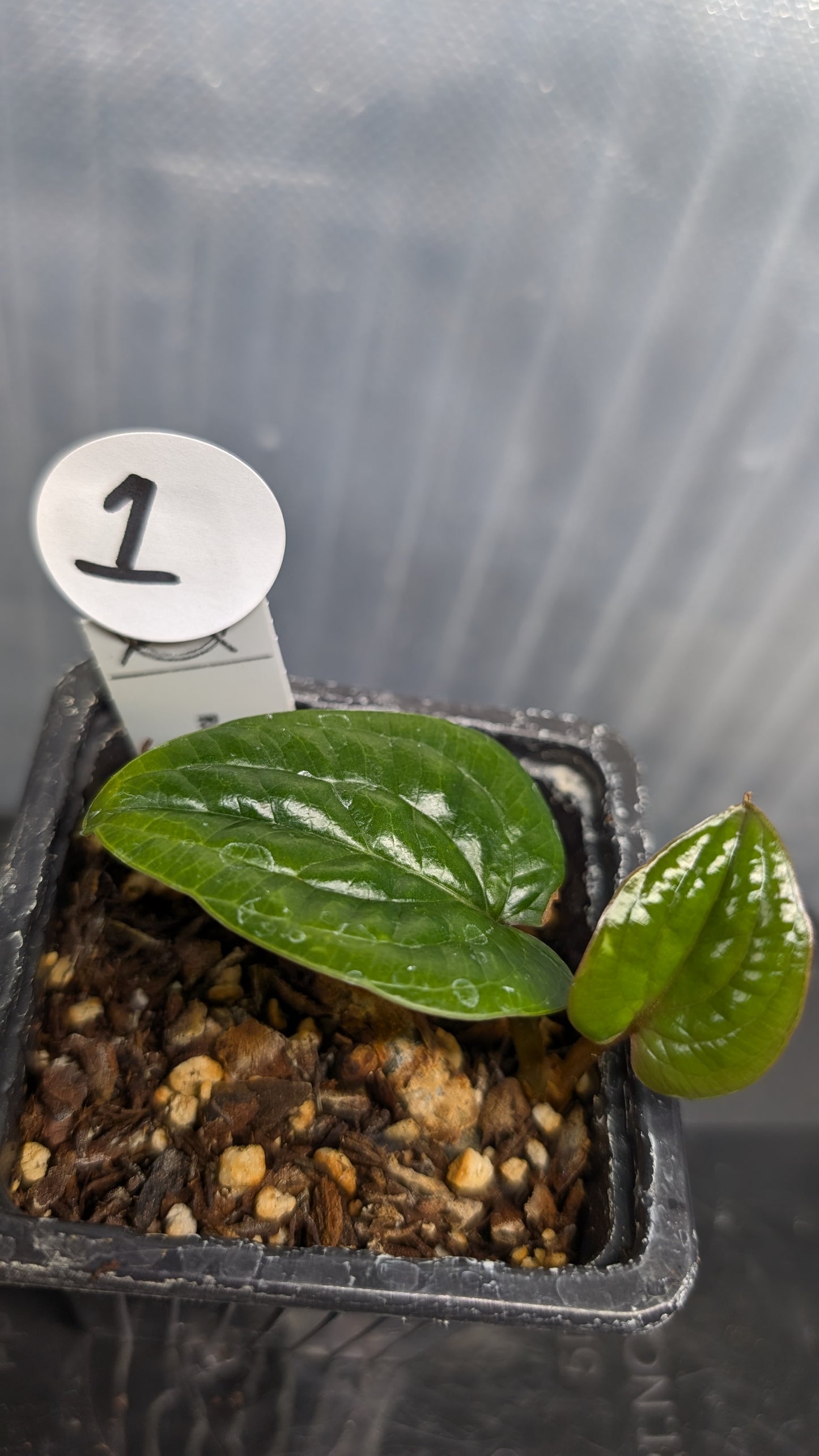 Anthurium Radicans clone