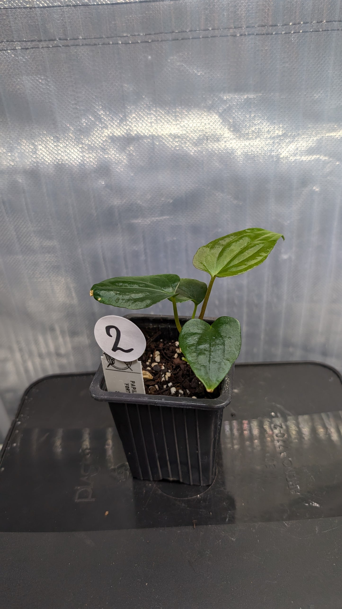 Anthurium Papillilaminum 'Fort Sherman'