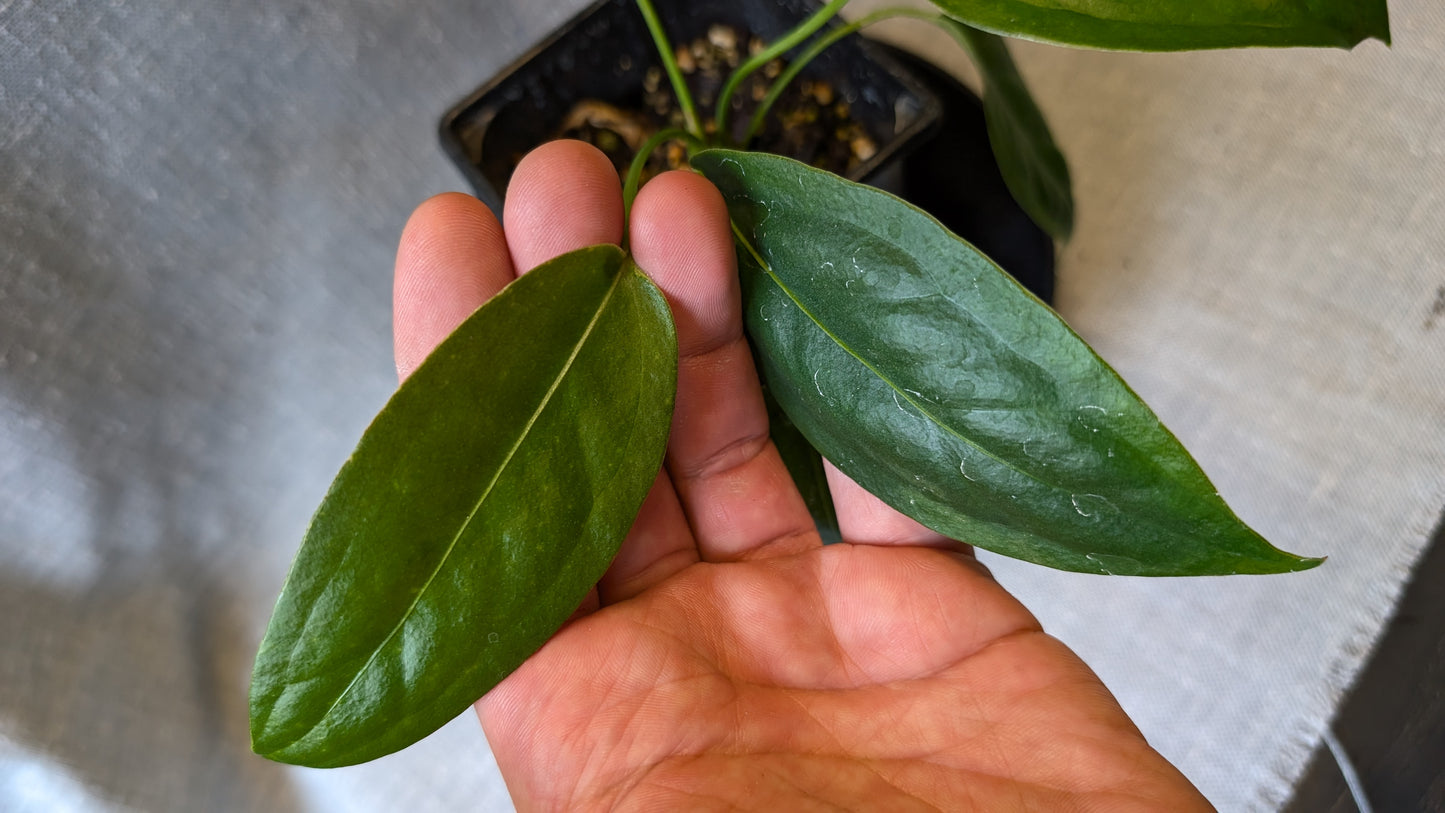 Anthurium Scherzerianum x Wendlingeri