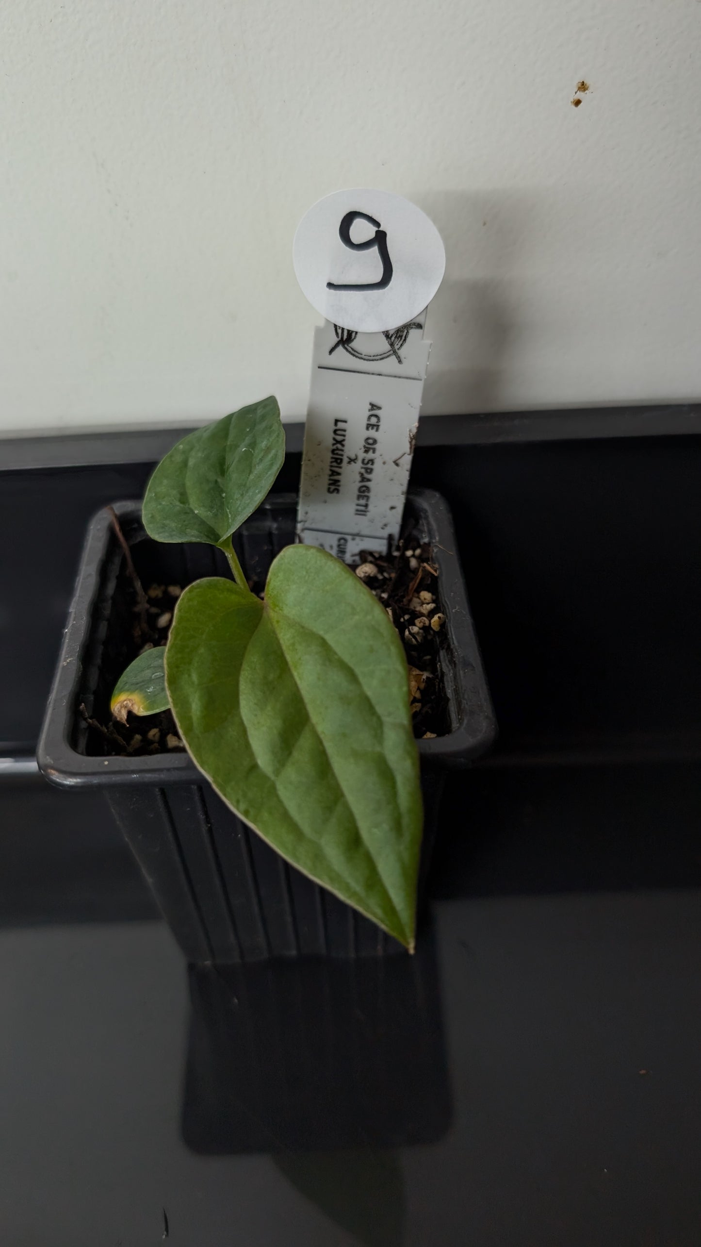 Anthurium 'Ace of Spagetii' x Luxurians