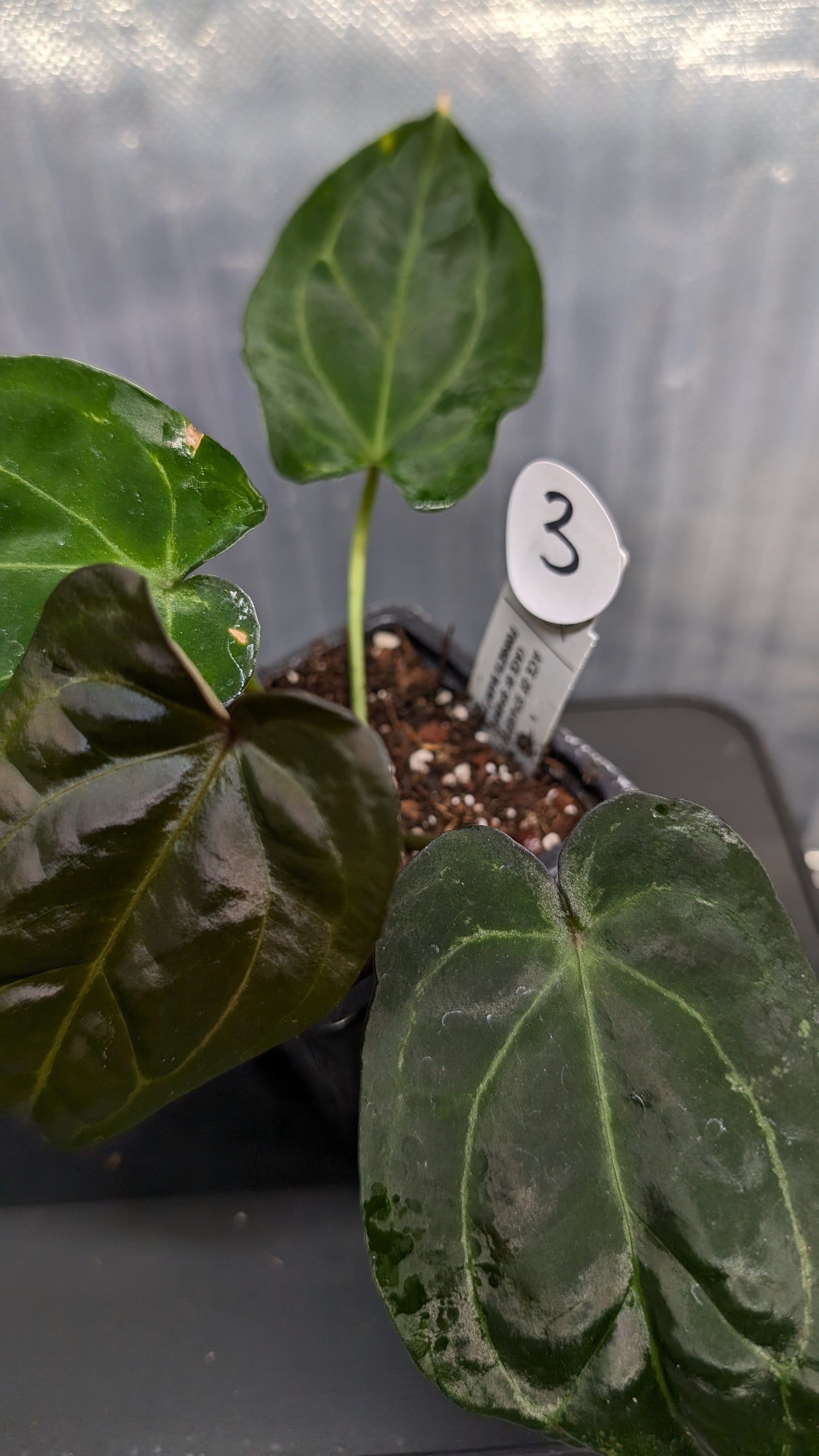 Anthurium Ace of Spagetii F2 (Ace of Spades x Forgetii) F2