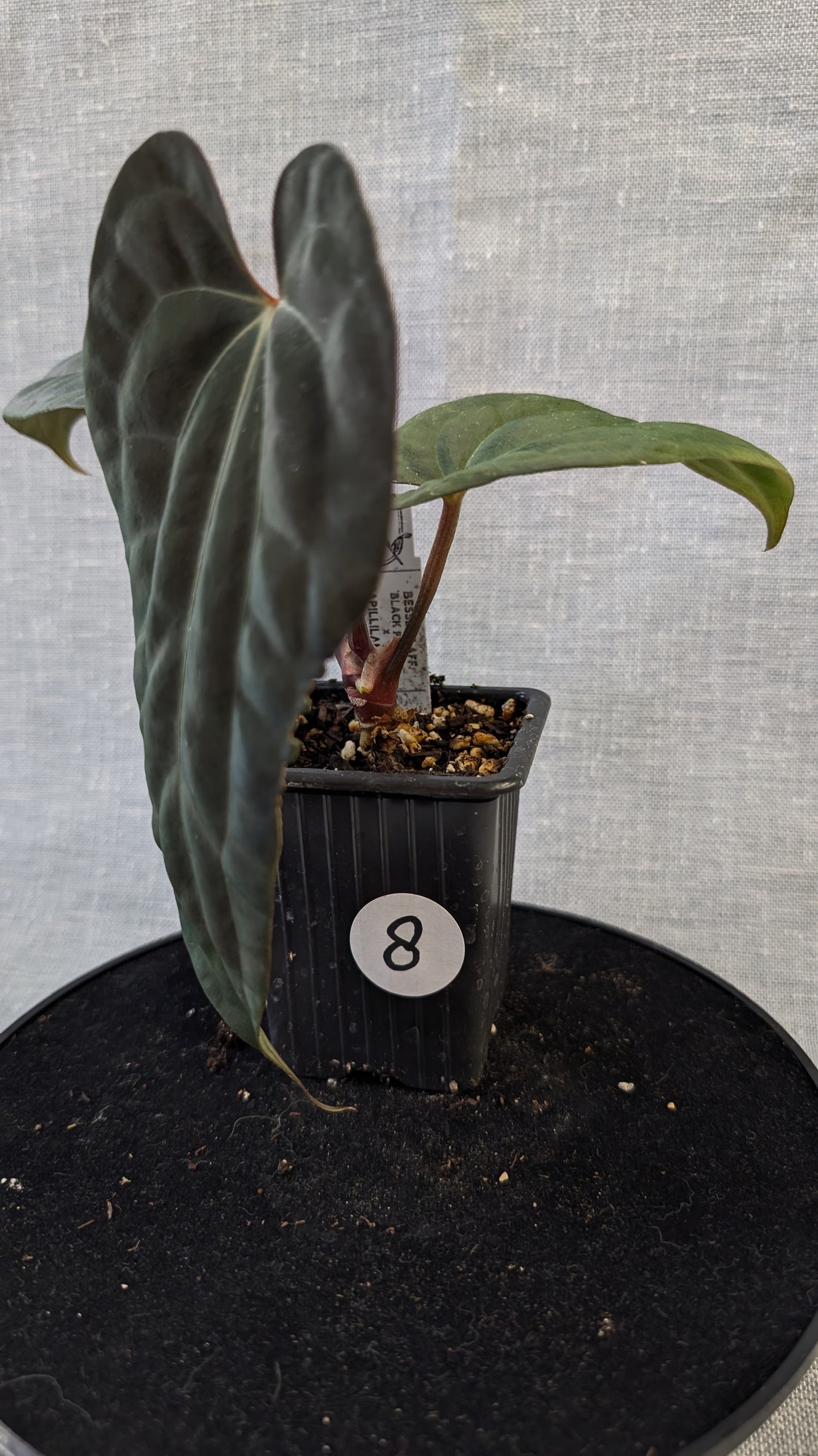 Anthurium Besseae aff 'Black Pillow' x Papillilaminum 'Fort Sherman' seedlings