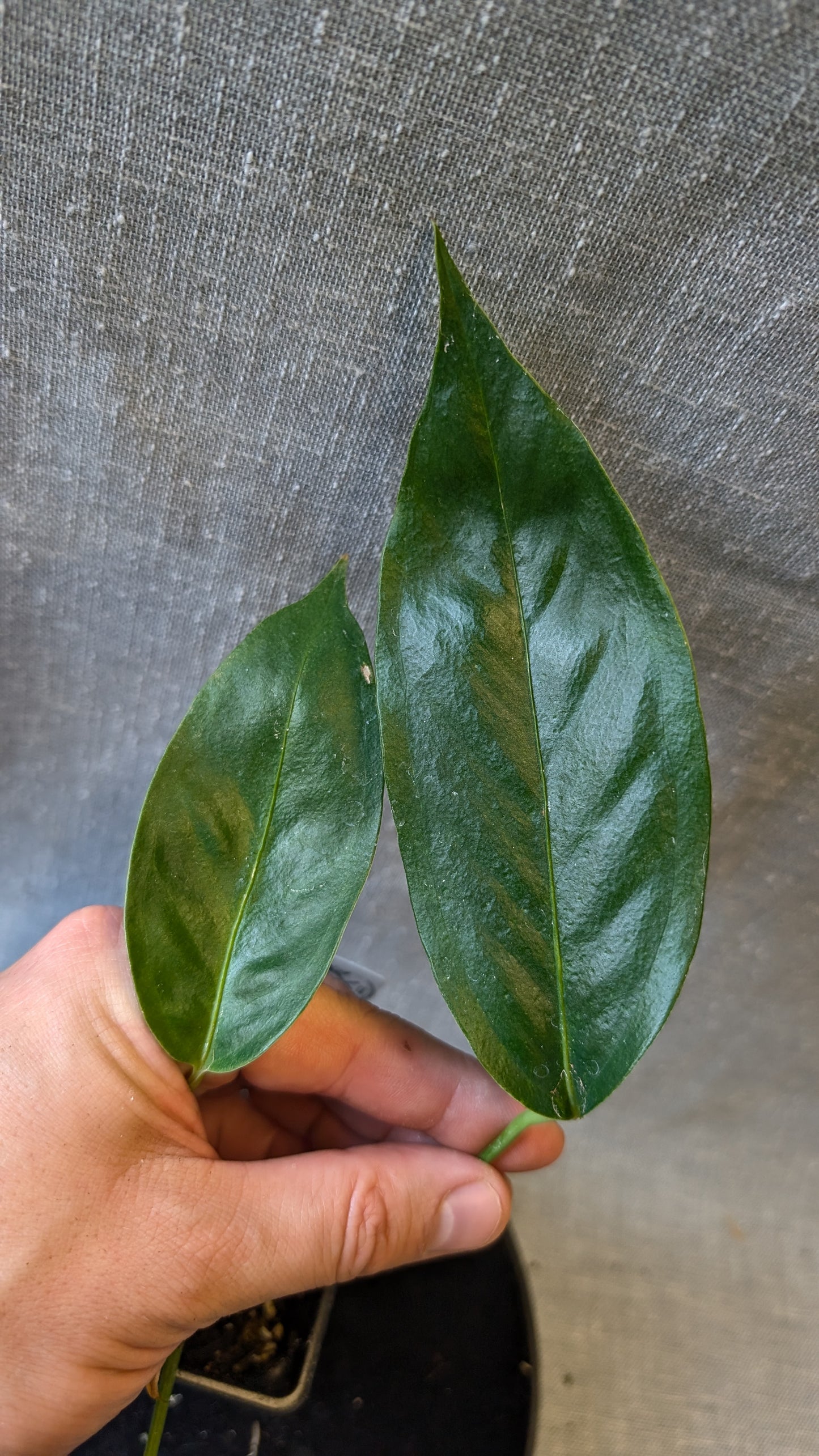 Anthurium Scherzerianum x Wendlingeri