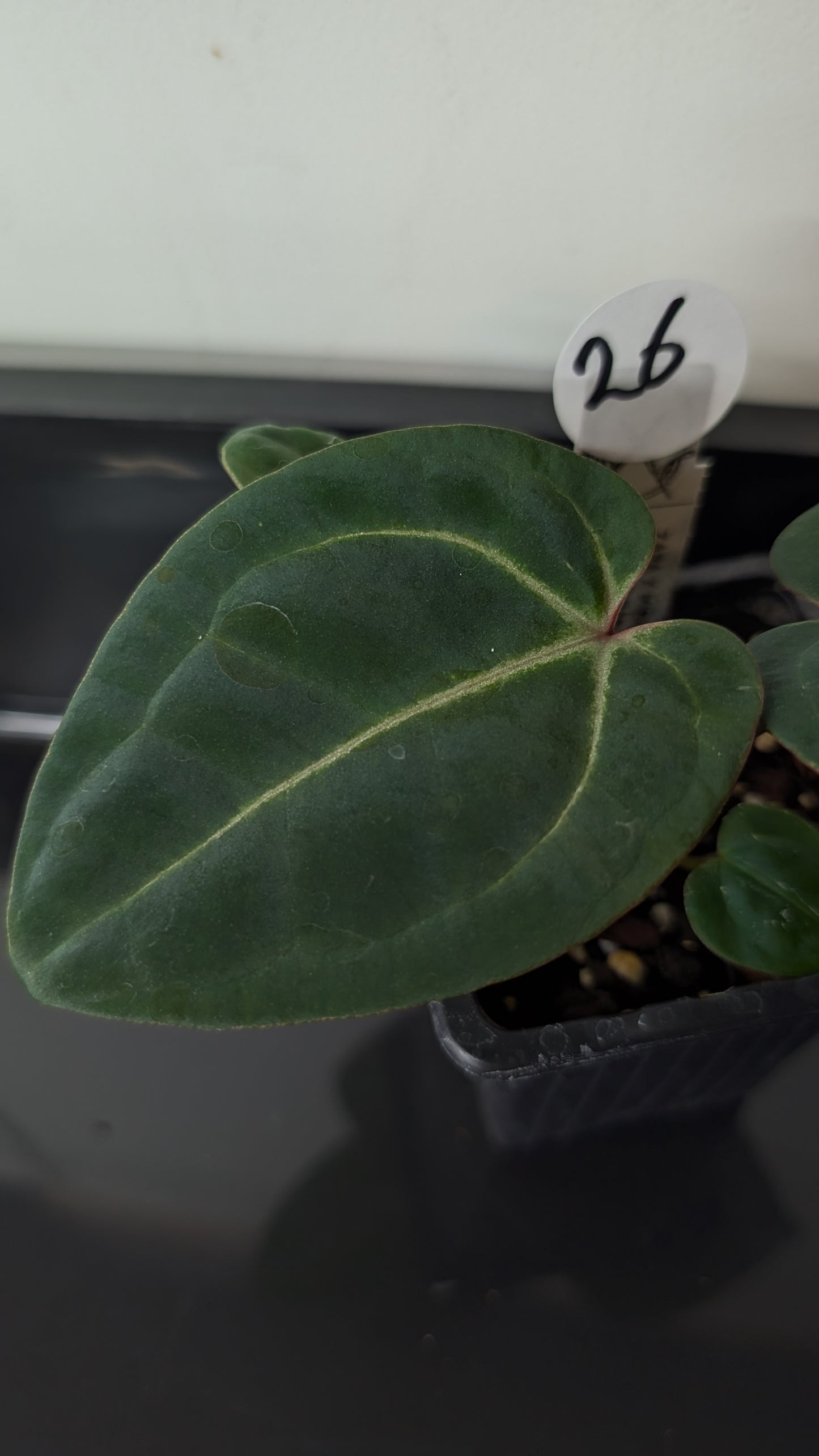 Anthurium Doc Block Zara x Michelle 'Selected Dark Form' x Besseae aff. 'Black Pillow'