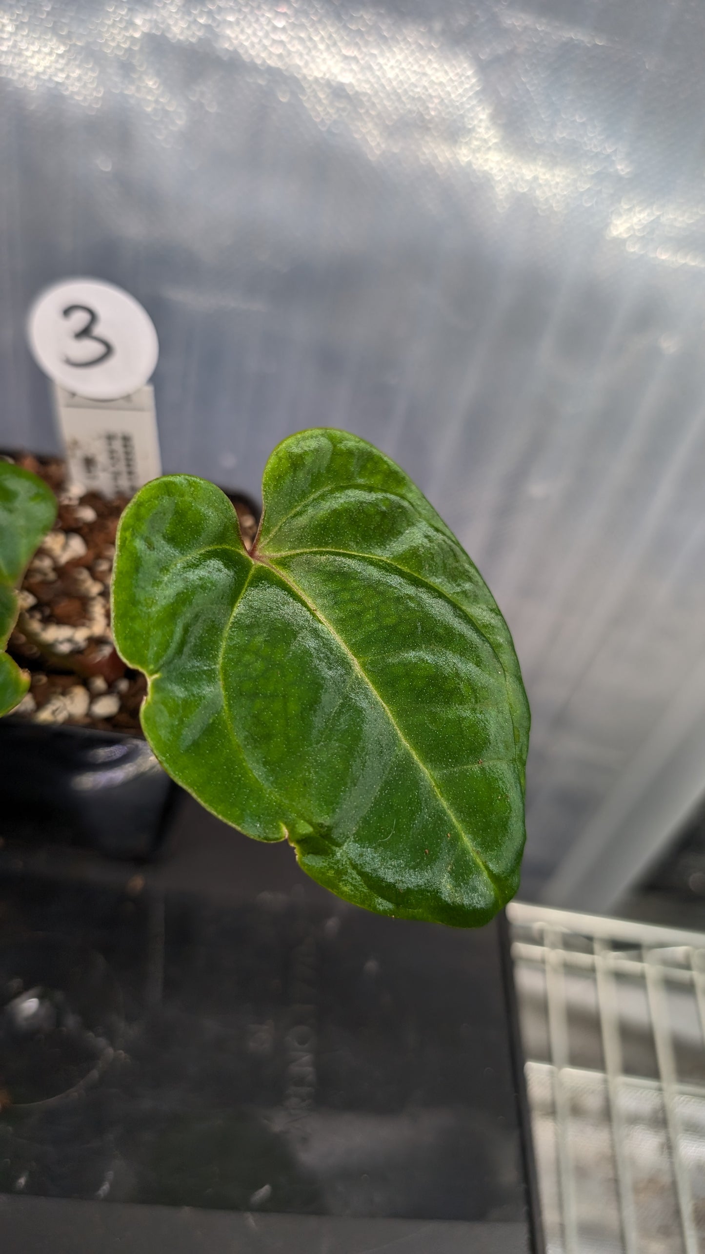 Anthurium Besseae aff. 'Black Pillow'