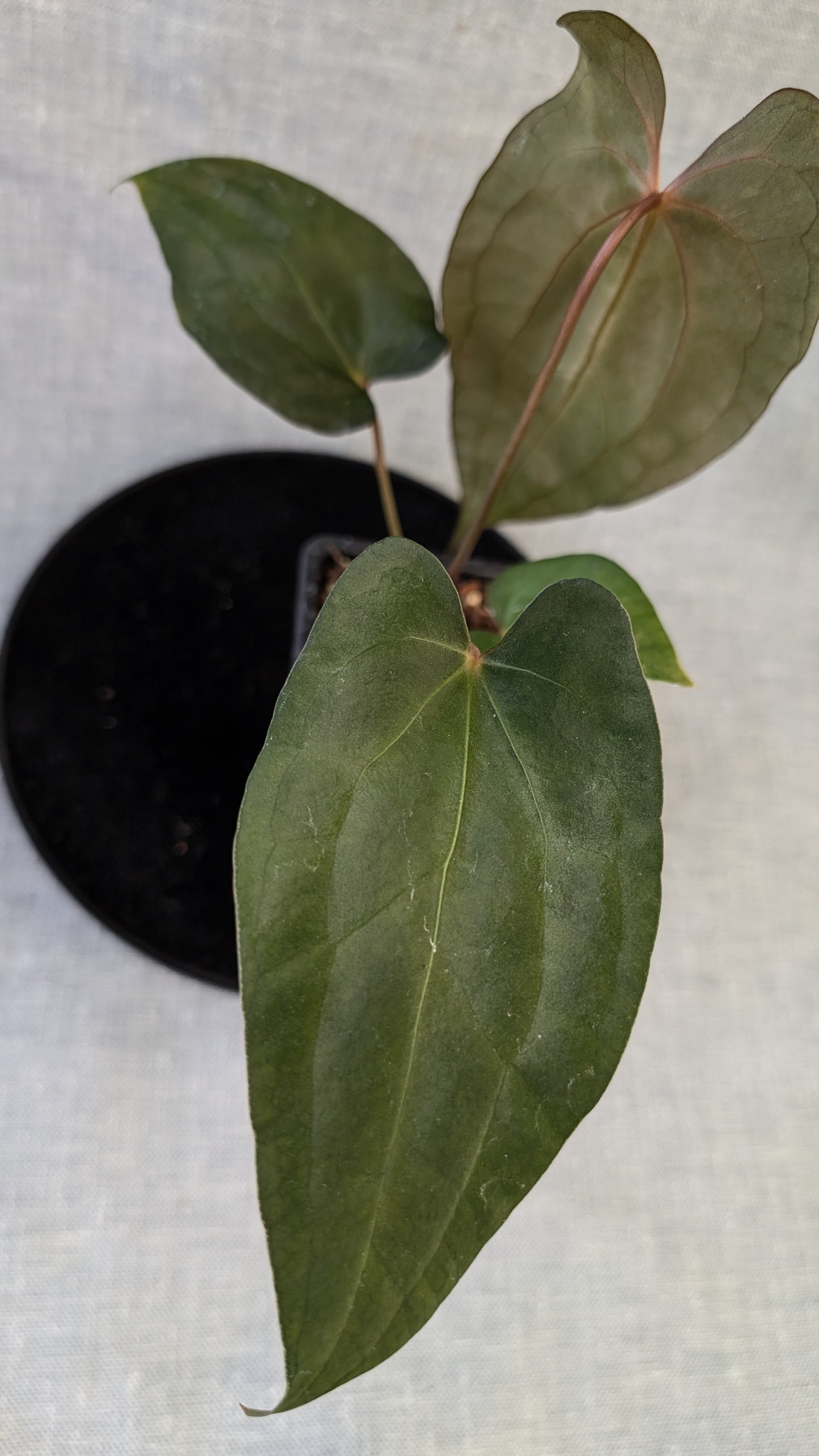 Anthurium Papillilaminum 'Daniel' x Ace of Spagetii