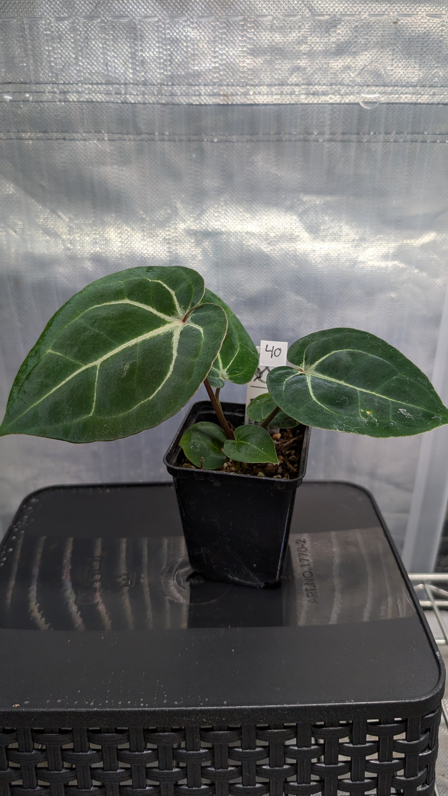 Anthurium Doc Block Zara x Michelle 'Selected Dark Form' x Besseae aff. 'Black Pillow'