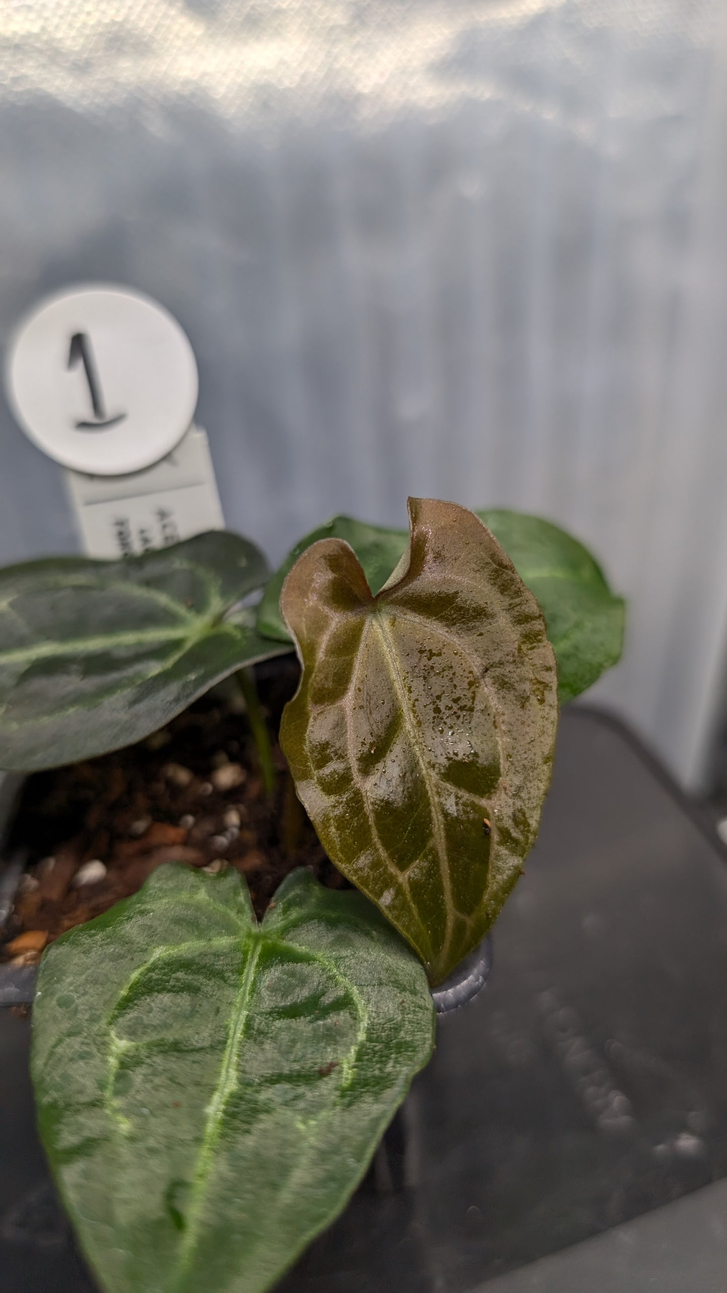 Anthurium Ace of Spagetii F2 (Ace of Spades x Forgetii) F2