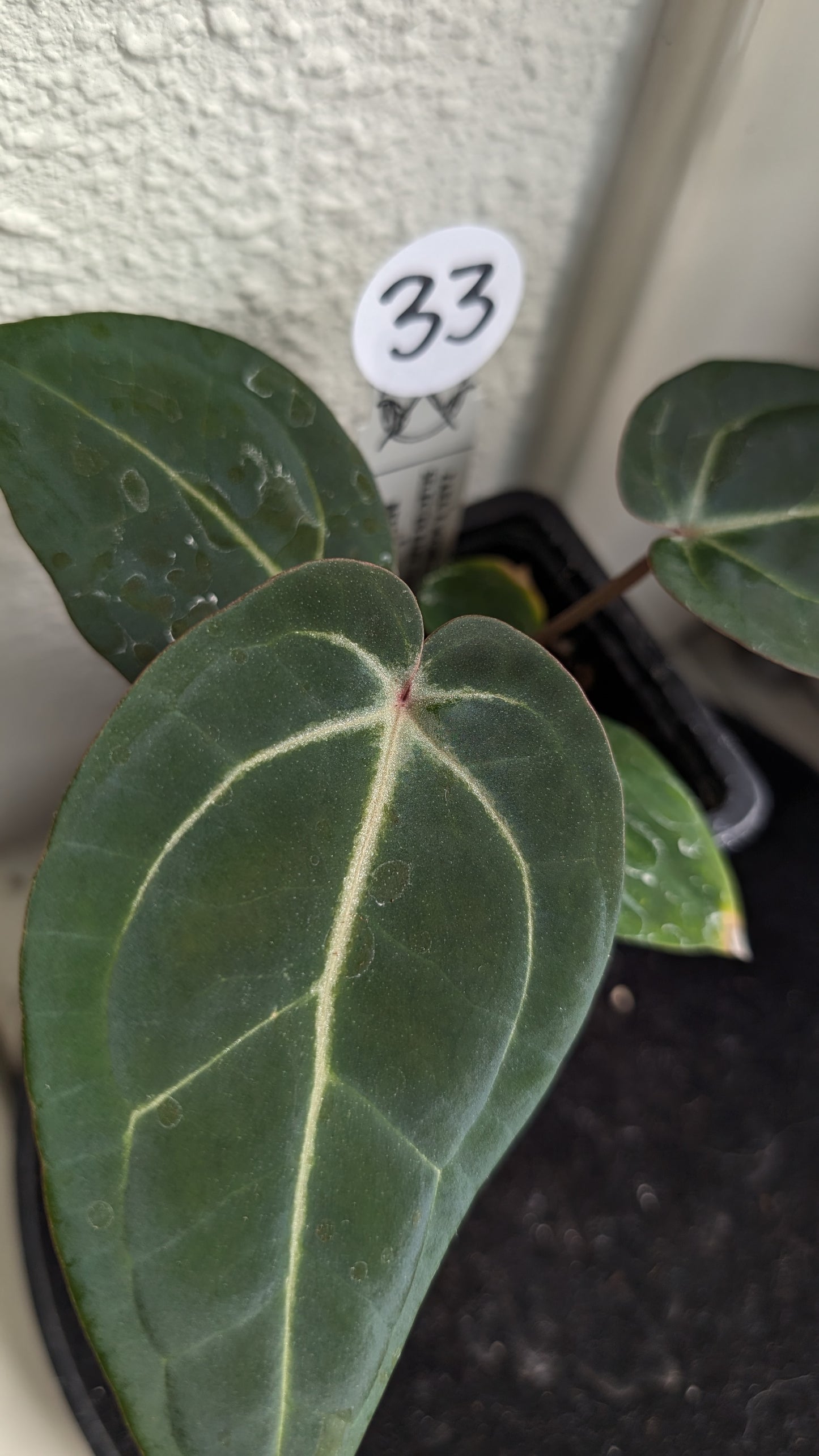 Anthurium Doc Block Zara x Michelle 'Selected Dark Form' x Besseae aff. 'Black Pillow'