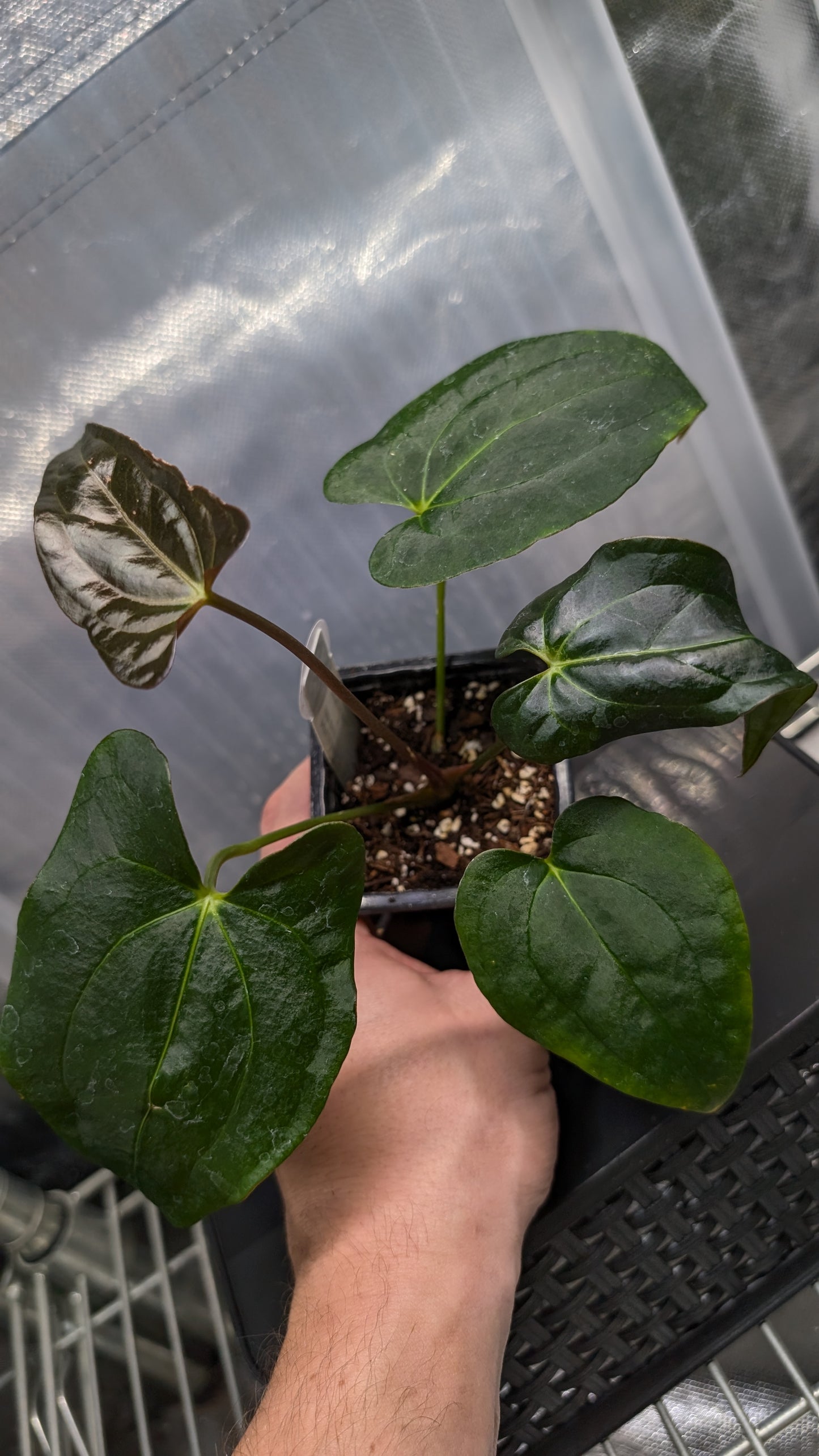 Anthurium PapillilaminumX (Red Sinus / Veins) x Papillilaminum 'Daniel'