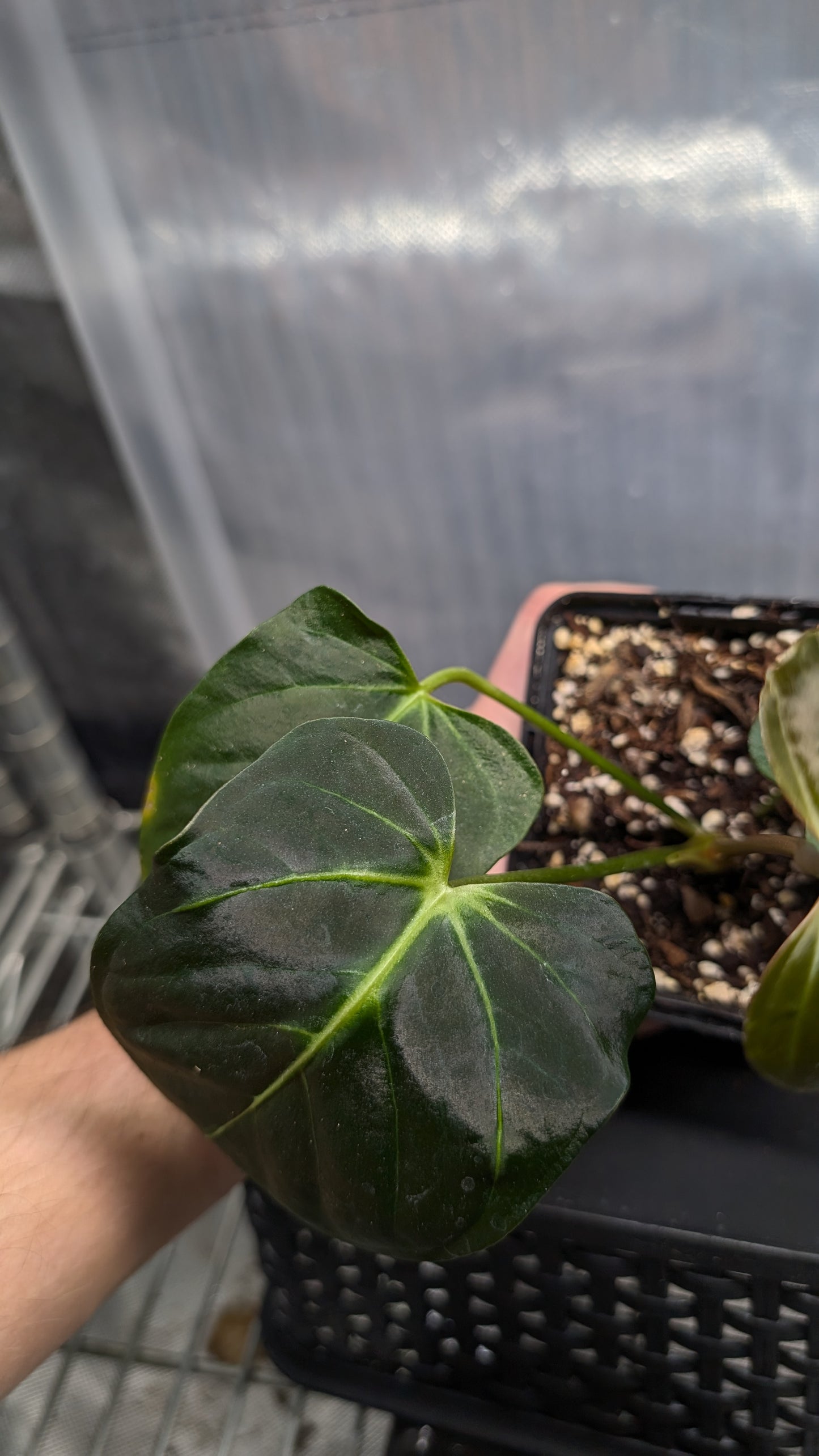 Anthurium Regale 'Dream Catcher' x Mr. Worldwide