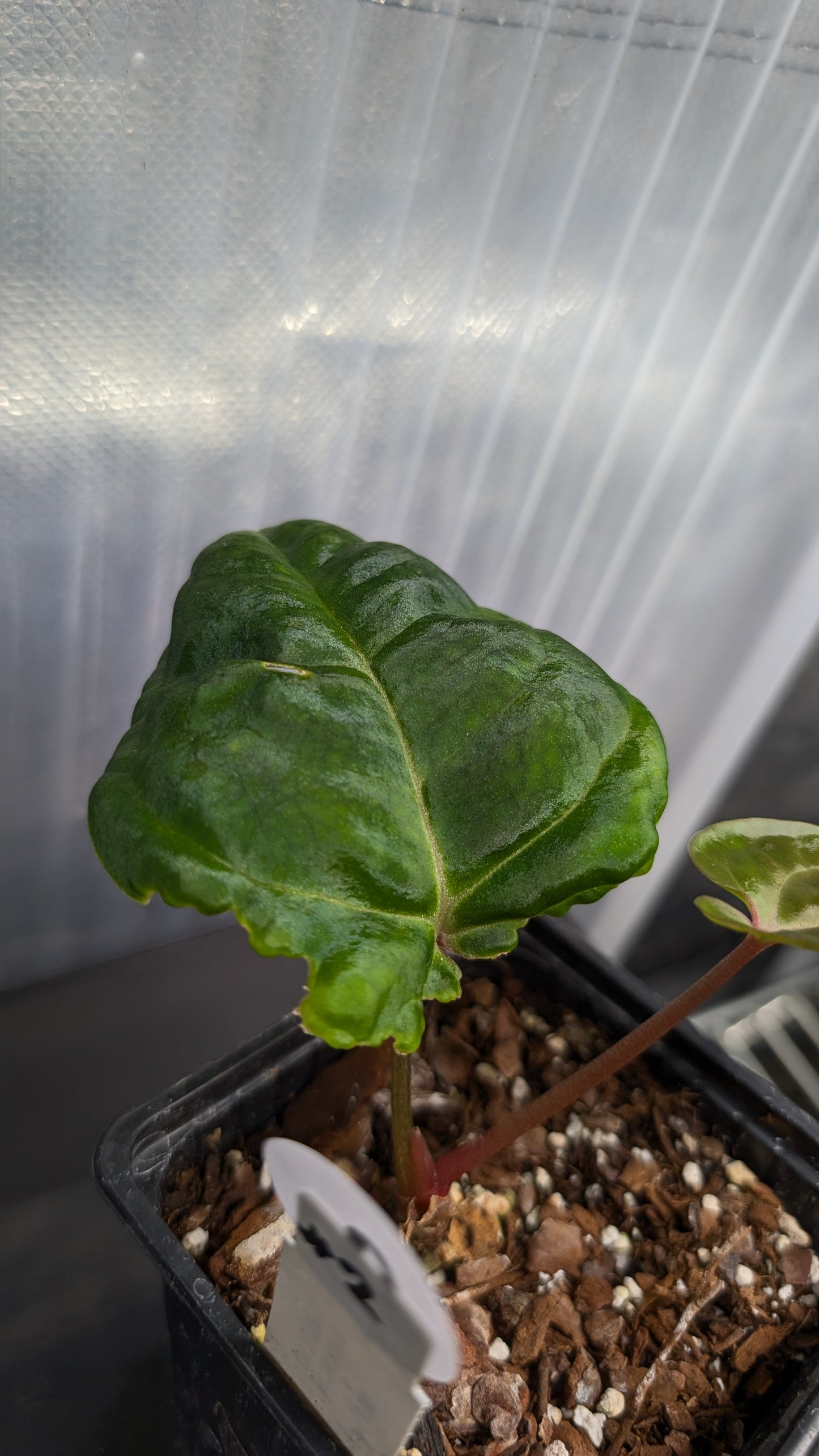 Anthurium Besseae aff. 'Black Pillow'