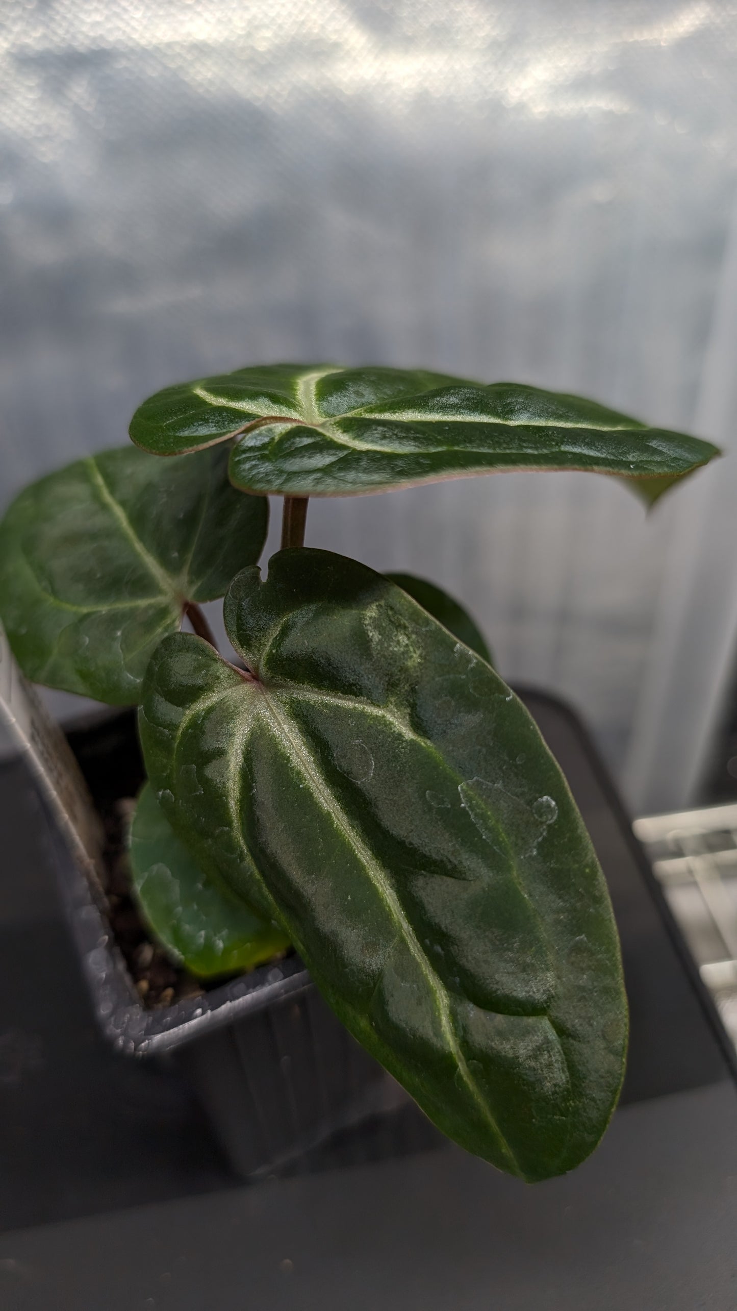 Anthurium Doc Block Zara x Michelle 'Selected Dark Form' x Besseae aff. 'Black Pillow'