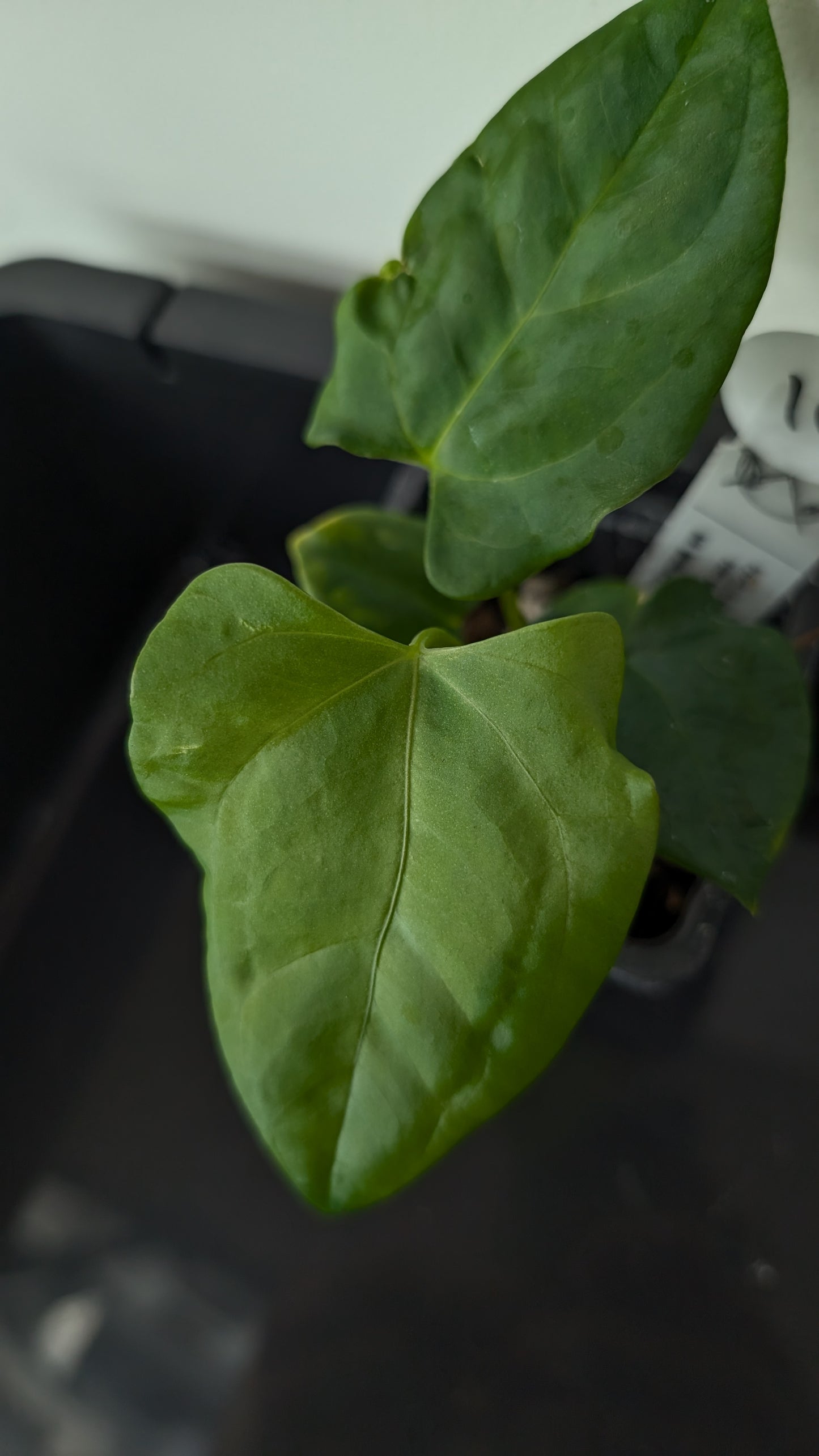 Anthurium Papillilaminum 'Fort Sherman' x Mr. Worldwide