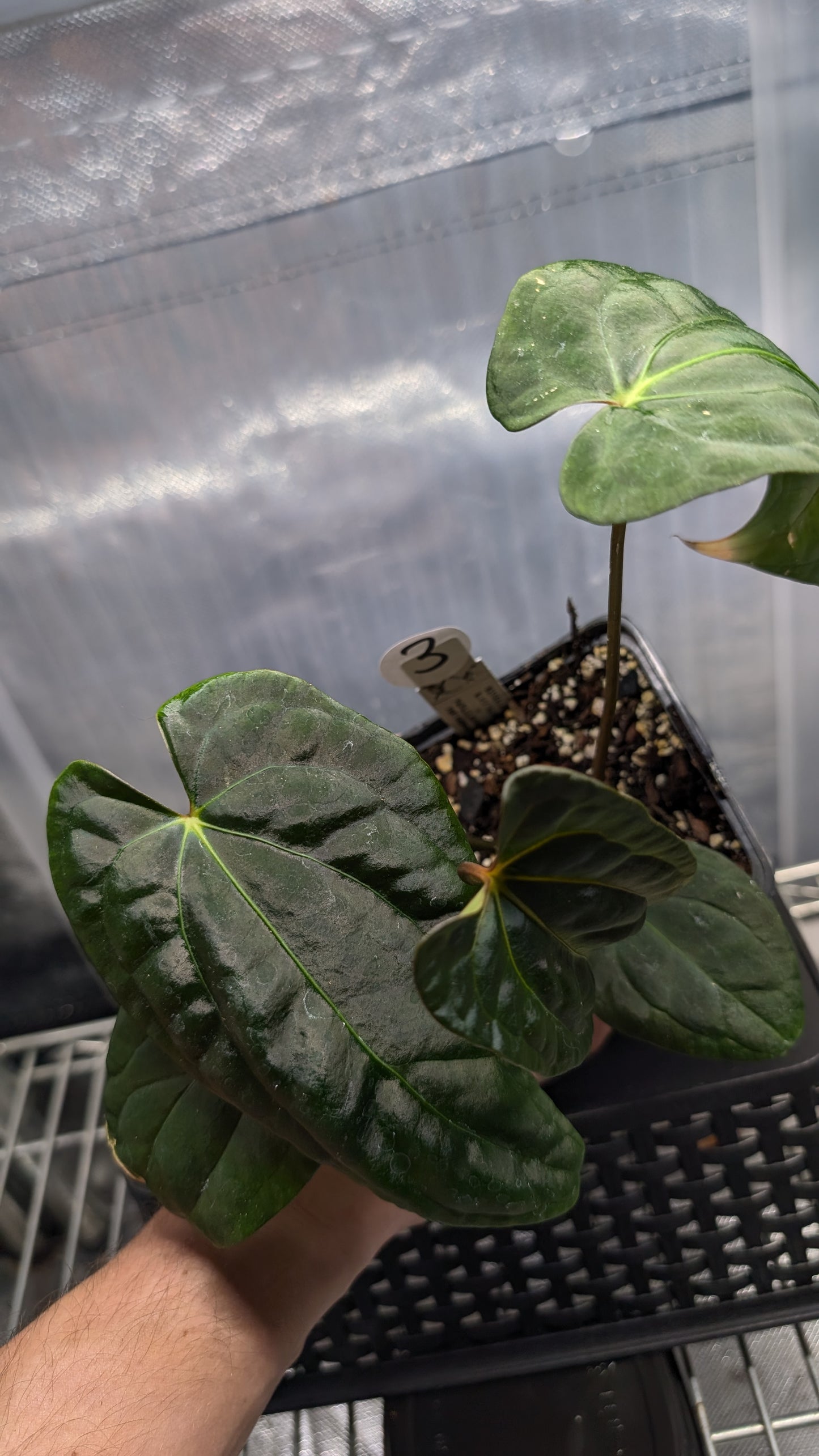 Anthurium Besseae aff 'Black Pillow' x Papillilaminum 'Fort Sherman' seedlings