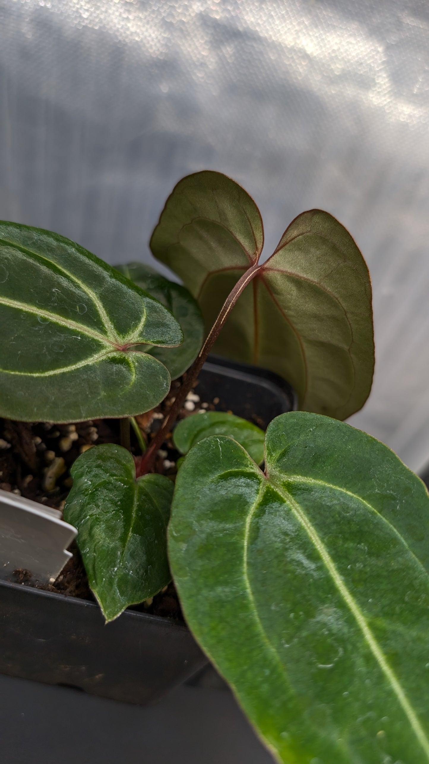 Anthurium Doc Block Zara x Michelle 'Selected Dark Form' x Besseae aff. 'Black Pillow'