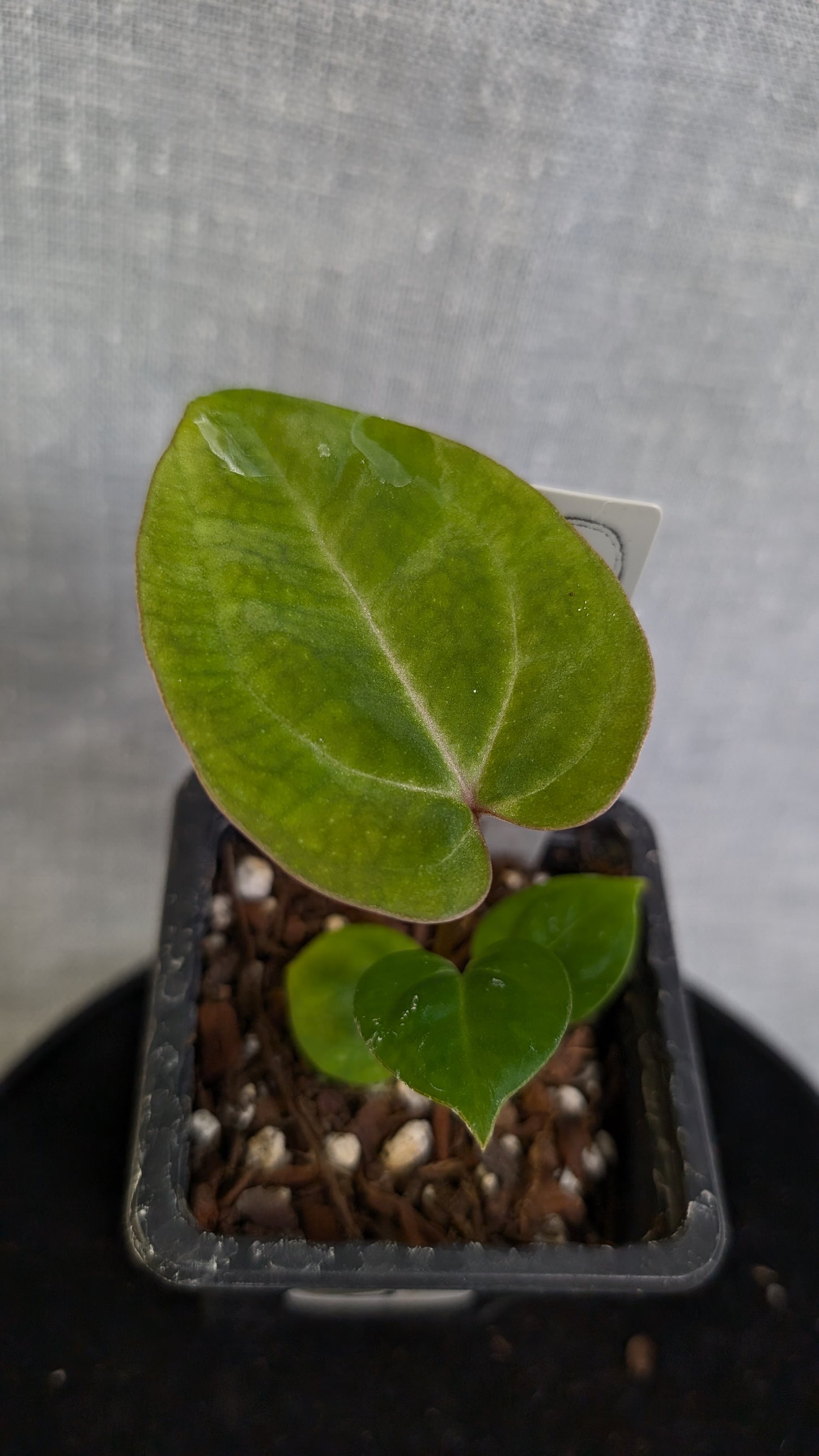 Anthurium Doc Block 'Zara' x 'Michelle' Selected Dark Form x Besseae aff. 'Black Pillow'