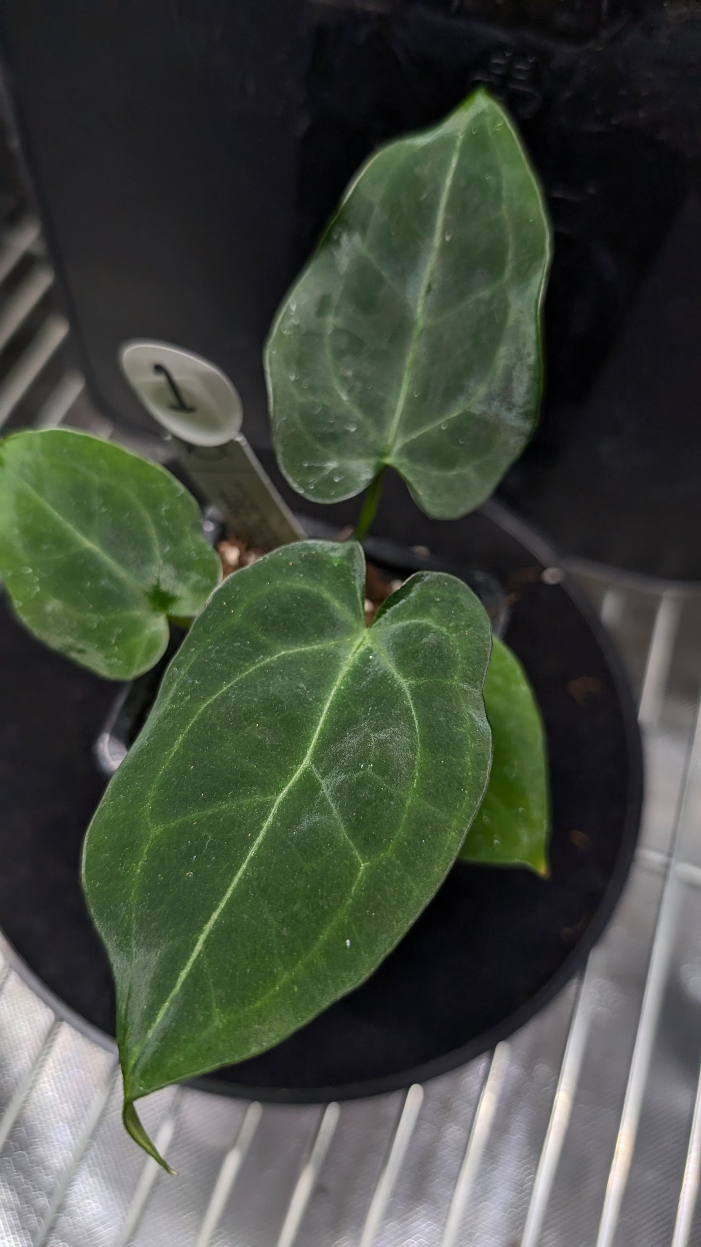 Anthurium Ace of Spagetii F2 (Ace of Spades x Forgetii) F2