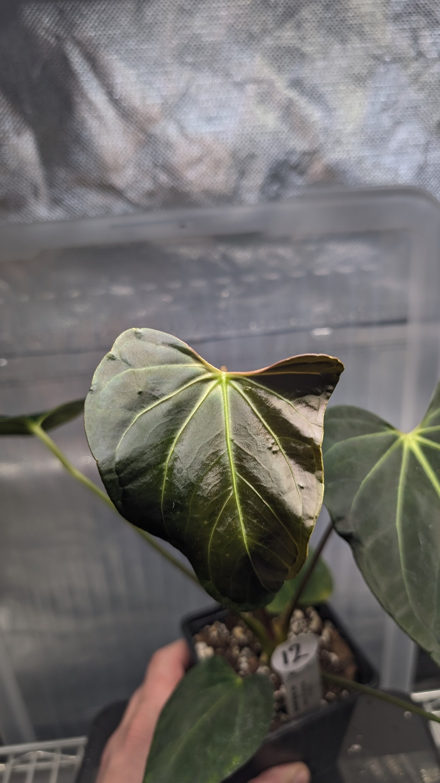 Anthurium Regale 'Dream Catcher' x Mr. Worldwide