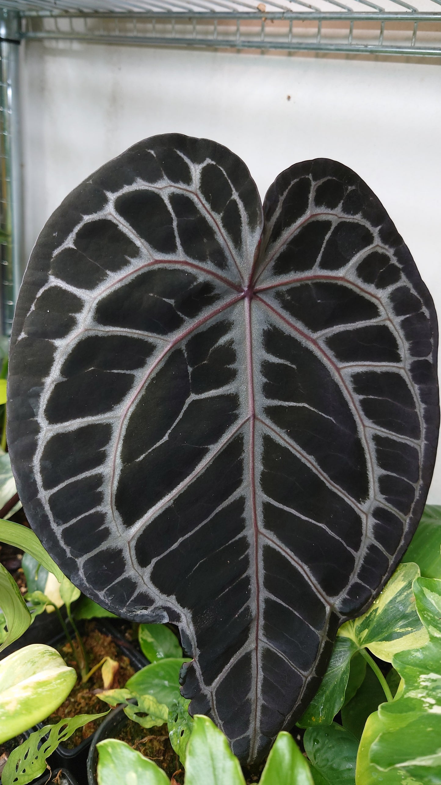 Anthurium Doc Block Zara x Michelle 'selected dark form' x Forgetii Dark