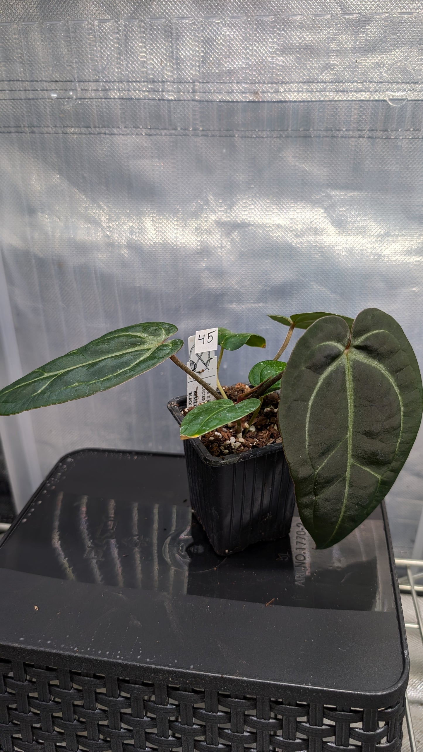 Anthurium Doc Block Zara x Michelle 'Selected Dark Form' x Besseae aff. 'Black Pillow'