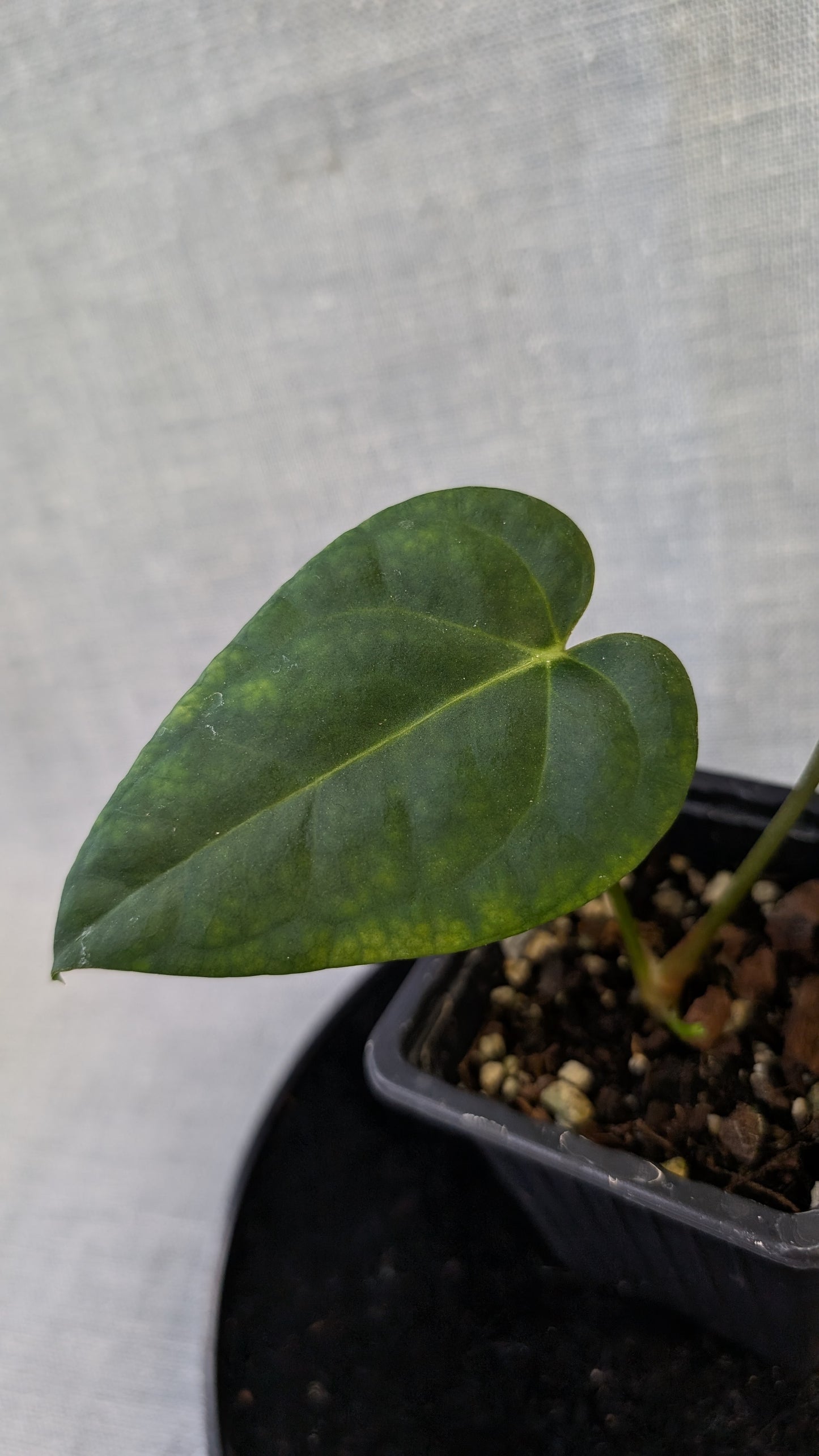 Anthurium Regale 'Dream Catcher' x Mr. Worldwide