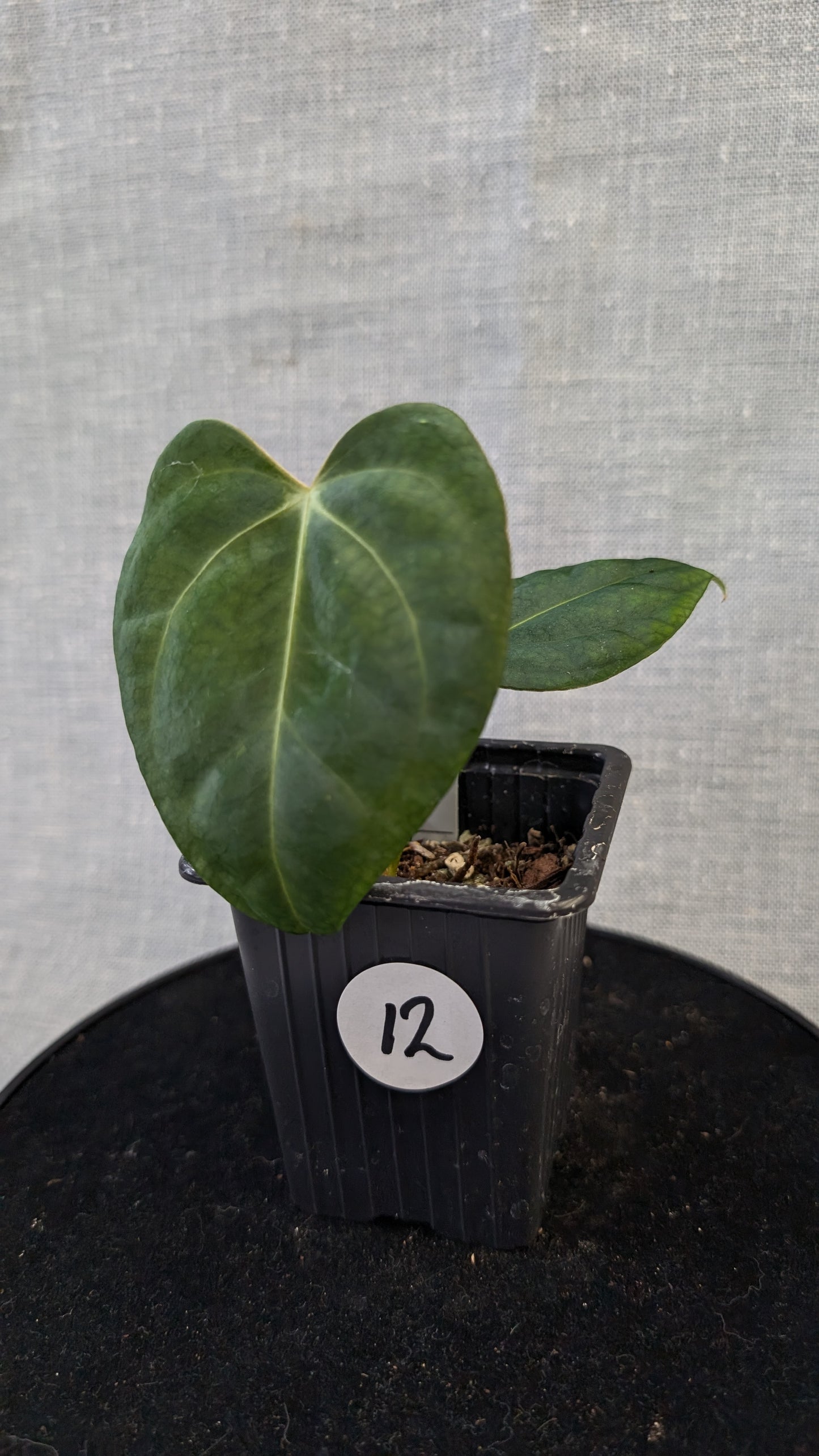 Anthurium Regale 'Dream Catcher' x Mr. Worldwide