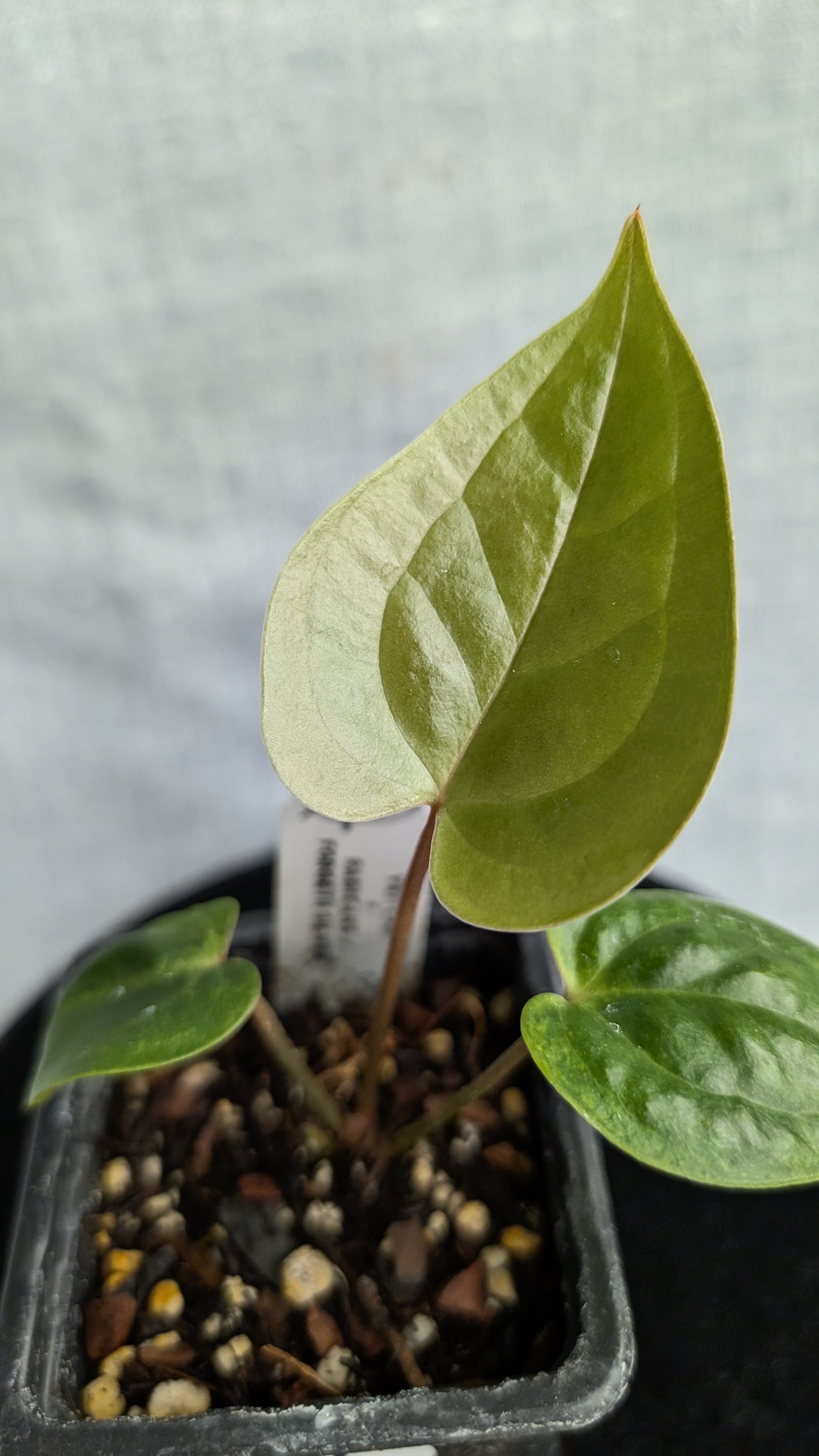 Anthurium Veitchii x Radicans (Unique Curious Plants-cross)