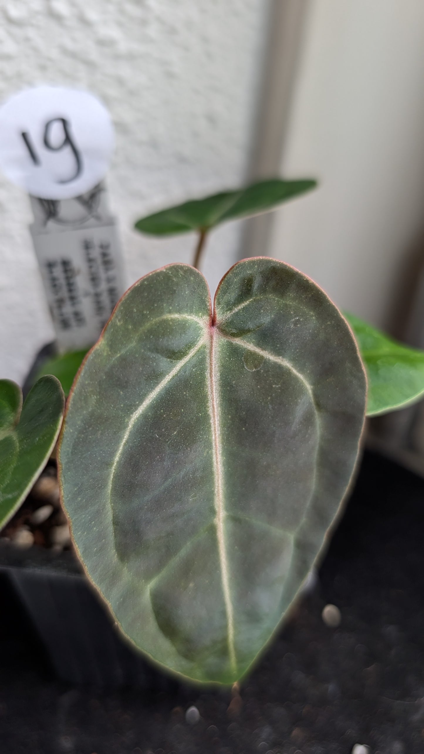 Anthurium Doc Block Zara x Michelle 'Selected Dark Form' x Besseae aff. 'Black Pillow'