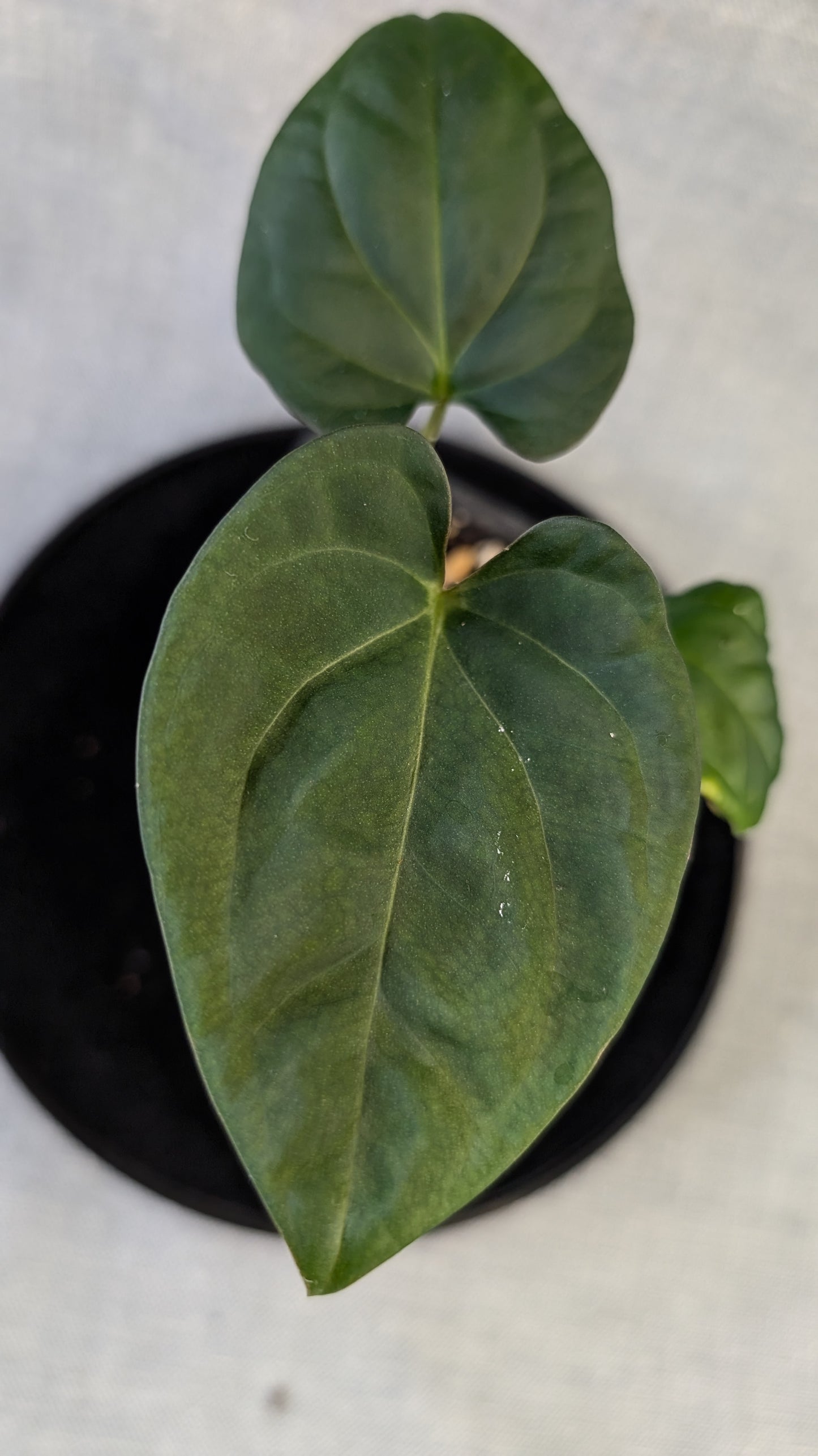 Anthurium (Carlablackiae x Dressleri Rio Guanche) x Mr Worldwide OR Forgetii Dark OR Papillilaminum Daniel