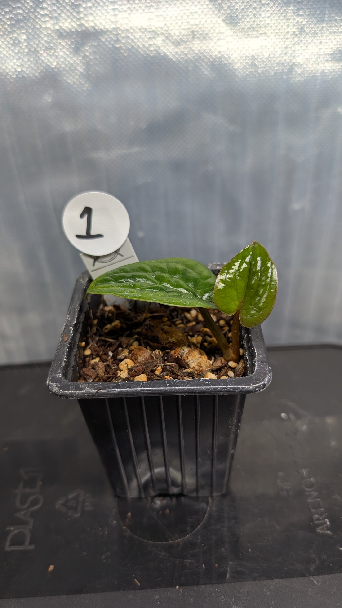 Anthurium Radicans clone