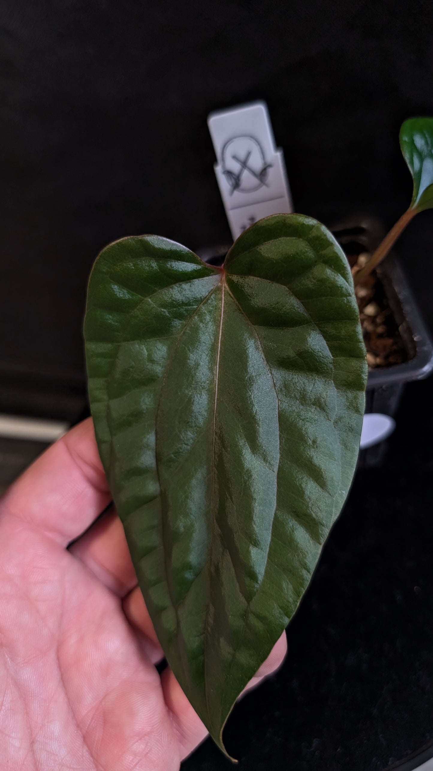 Anthurium Luxurians x Papillilaminum 'Fort Sherman'
